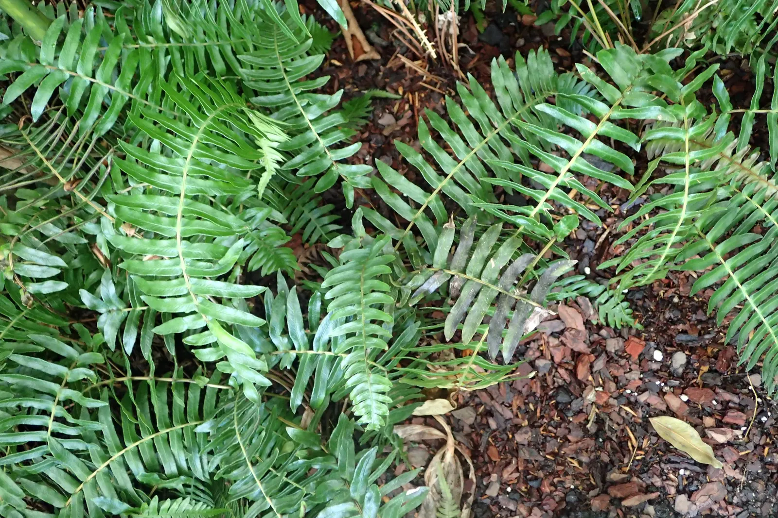 New York Fern (Thelypteris Noveboracensis) — deciduous perennial boasting tapered
