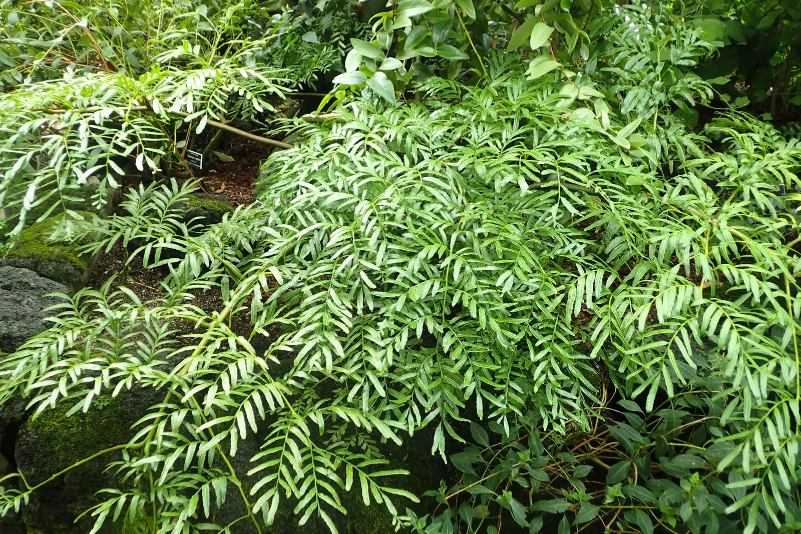 New York Fern (Thelypteris Noveboracensis) — Spread is moderate, with ferns colonizing gradually through rhizomes, ideal for naturalized areas, image 52