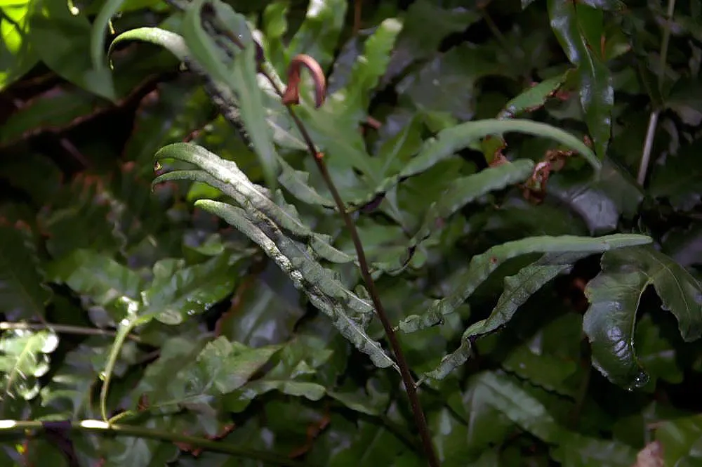 New York Fern (Thelypteris Noveboracensis) — This fern is known for its low maintenance requirements; is a graceful and shade-tolerant perennial that brings an