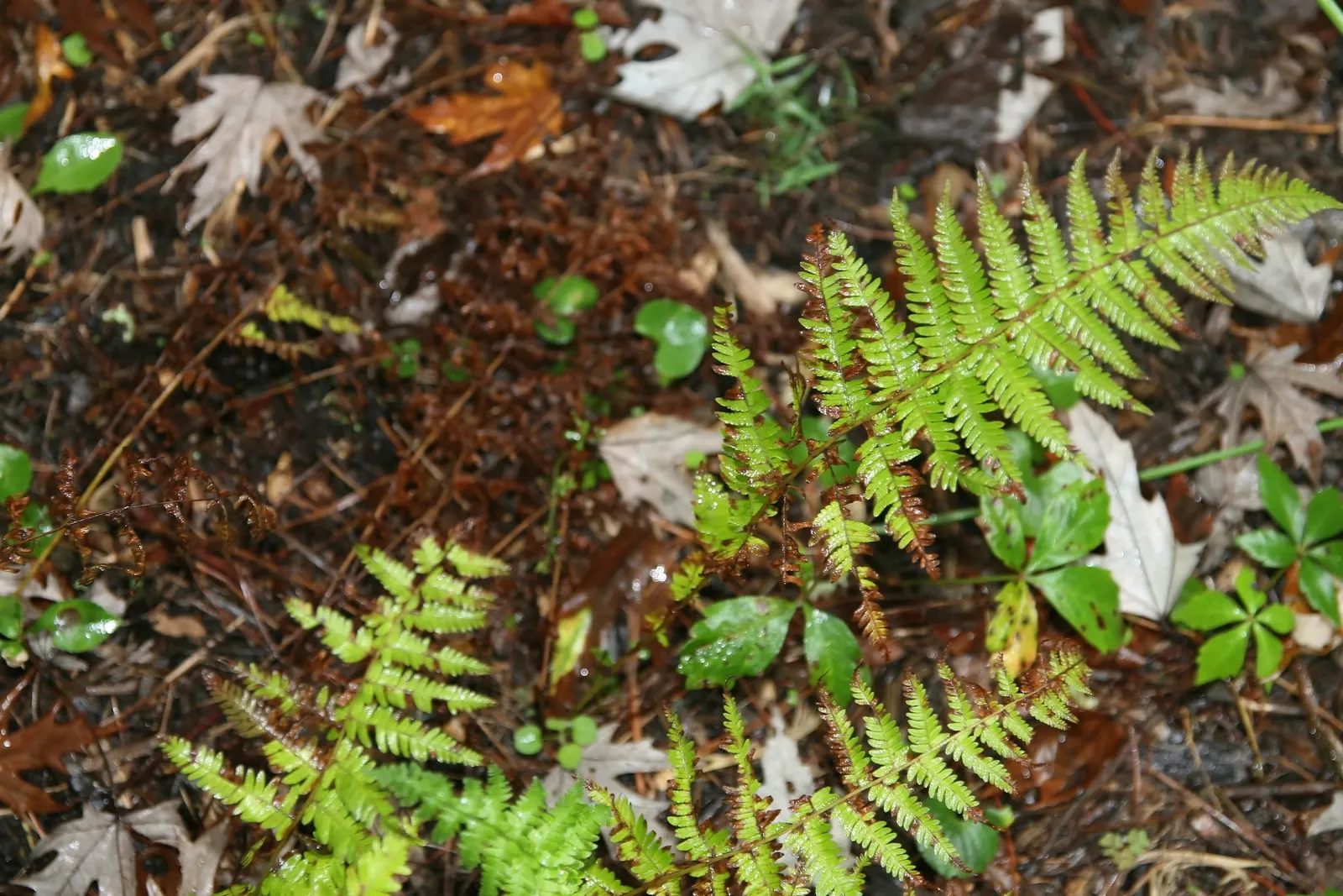 New York Fern (Thelypteris Noveboracensis) — This North American native fern characteristically possesses lacy