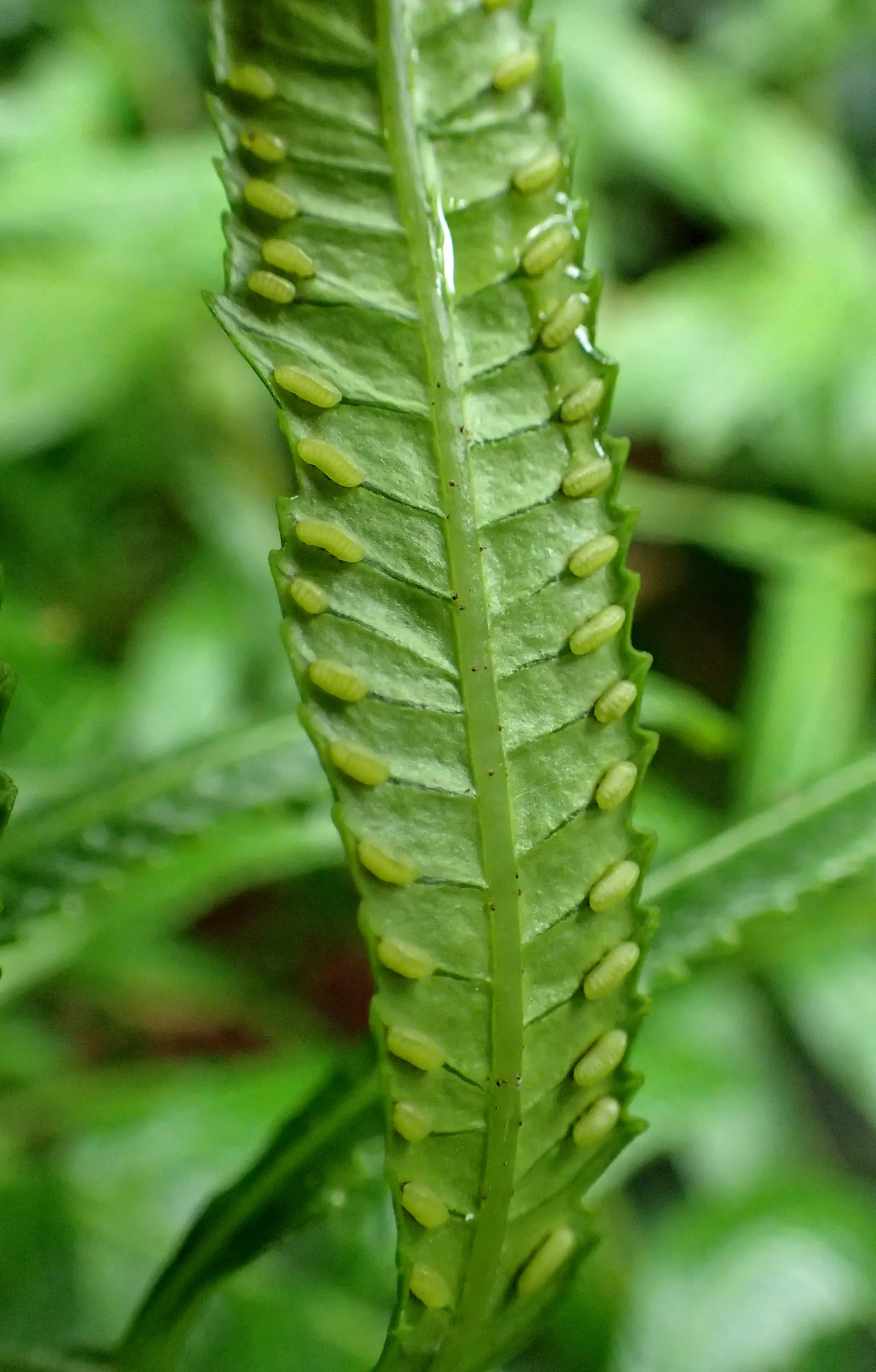 New York Fern (Thelypteris Noveboracensis) — particularly suited for woodland settings