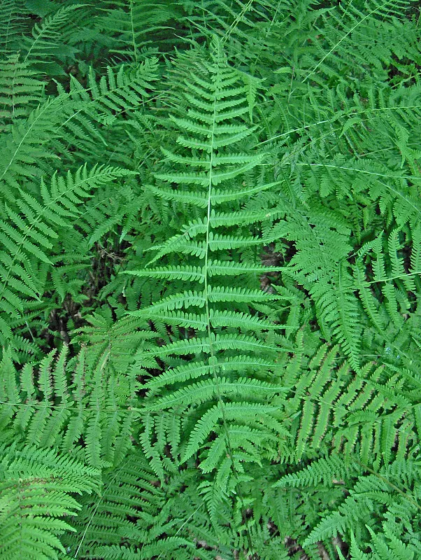 New York Fern (Thelypteris Noveboracensis) — flourishing under the canopy of deciduous trees where dappled sunlight promotes its vibrant color; this