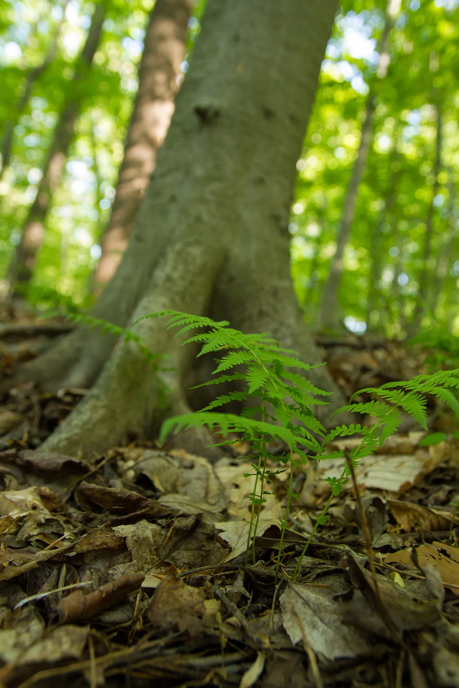 New York Fern (Thelypteris Noveboracensis) — This shade-loving native prefers moist, acidic soils in zones 4-8; this fern is known for its low maintenance