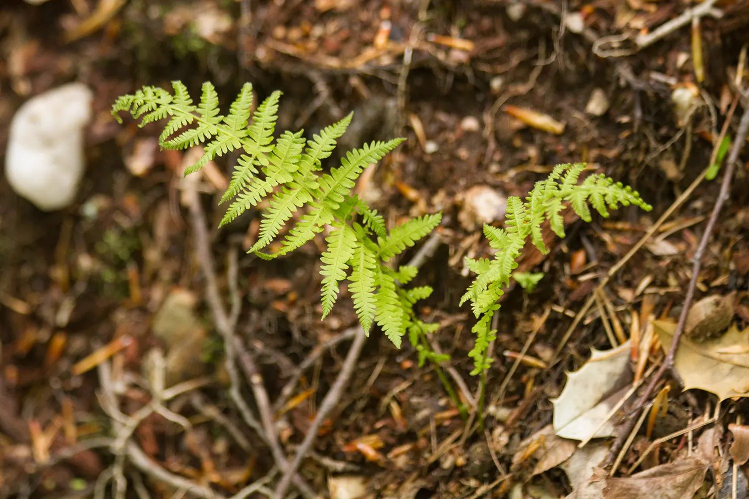 New York Fern (Thelypteris Noveboracensis) — This shade-loving native prefers moist, acidic soils in zones 4-8