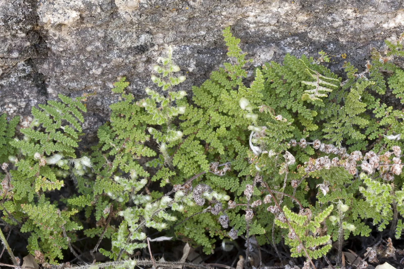 New York Fern (Thelypteris Noveboracensis) — providing a textured backdrop for other shade dwellers; particularly suited for woodland settings, image 51