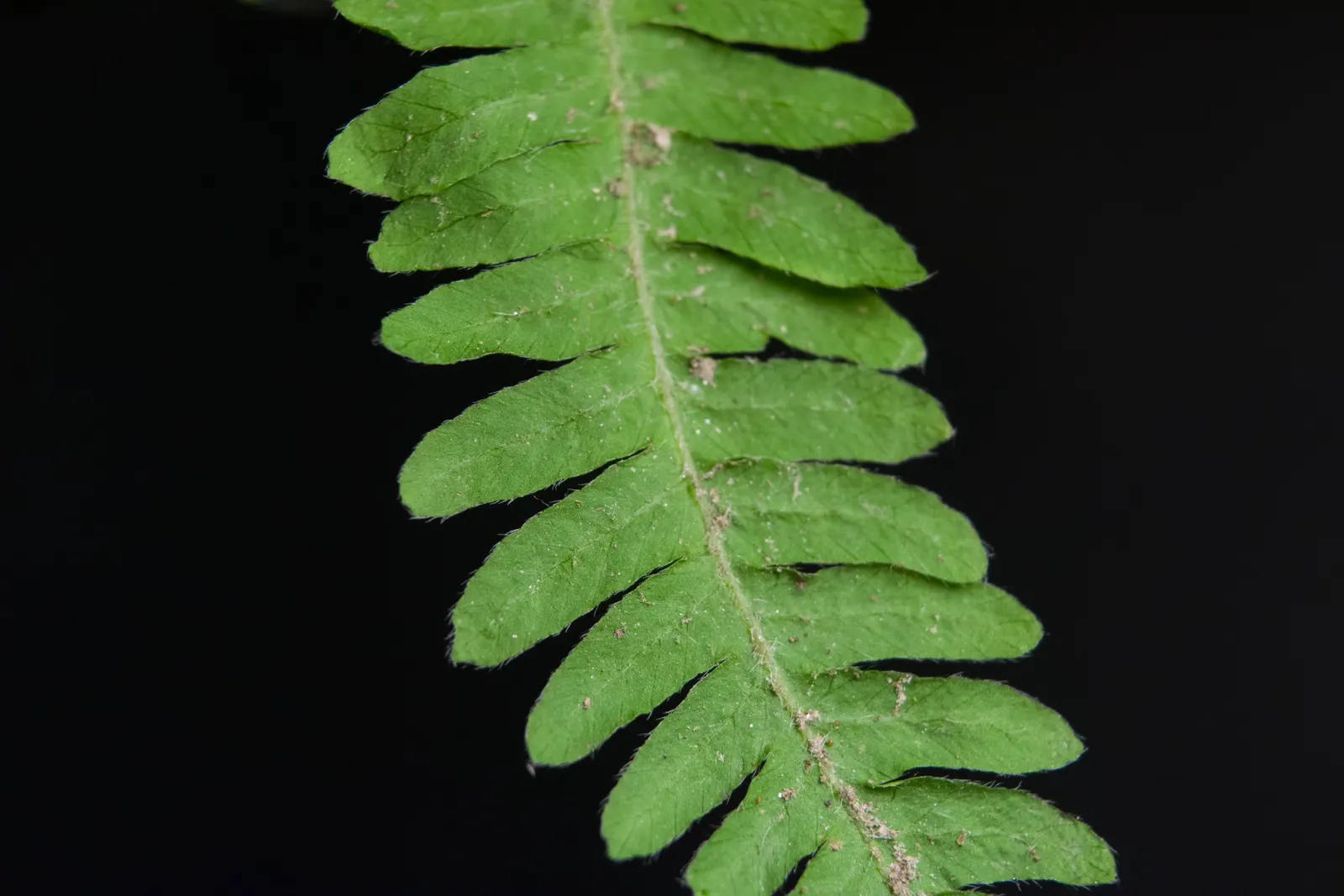 New York Fern (Thelypteris Noveboracensis) — deciduous perennial boasting tapered; its clumping habit and vivid green color make it an excellent, image 47