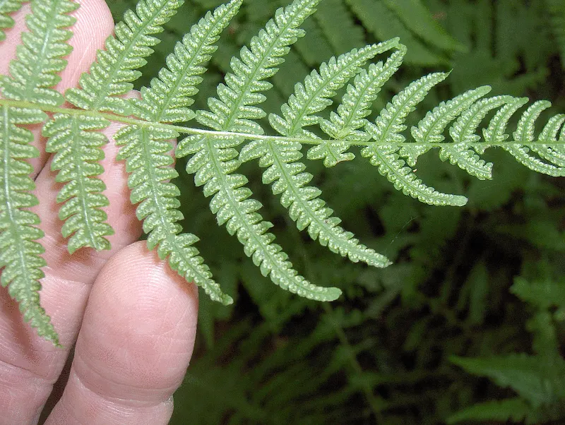 New York Fern (Thelypteris Noveboracensis) — while the fern favors consistent moisture; this North American native fern characteristically possesses lacy