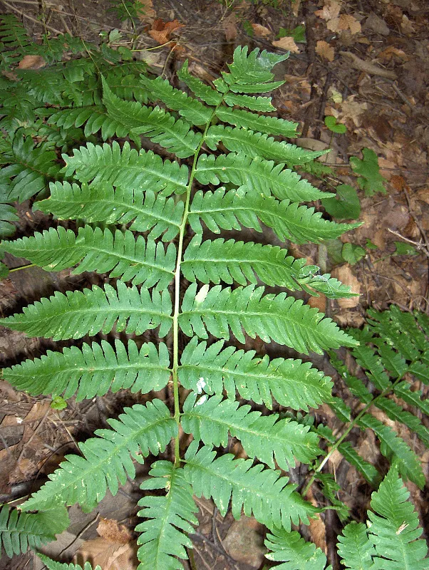 New York Fern (Thelypteris Noveboracensis) — while the fern favors consistent moisture; this North American native fern characteristically, image 61