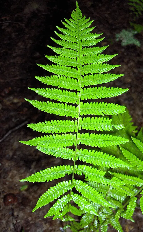 New York Fern (Thelypteris Noveboracensis) — Not only does it provide lush greenery from spring through fall; including birds and beneficial insects