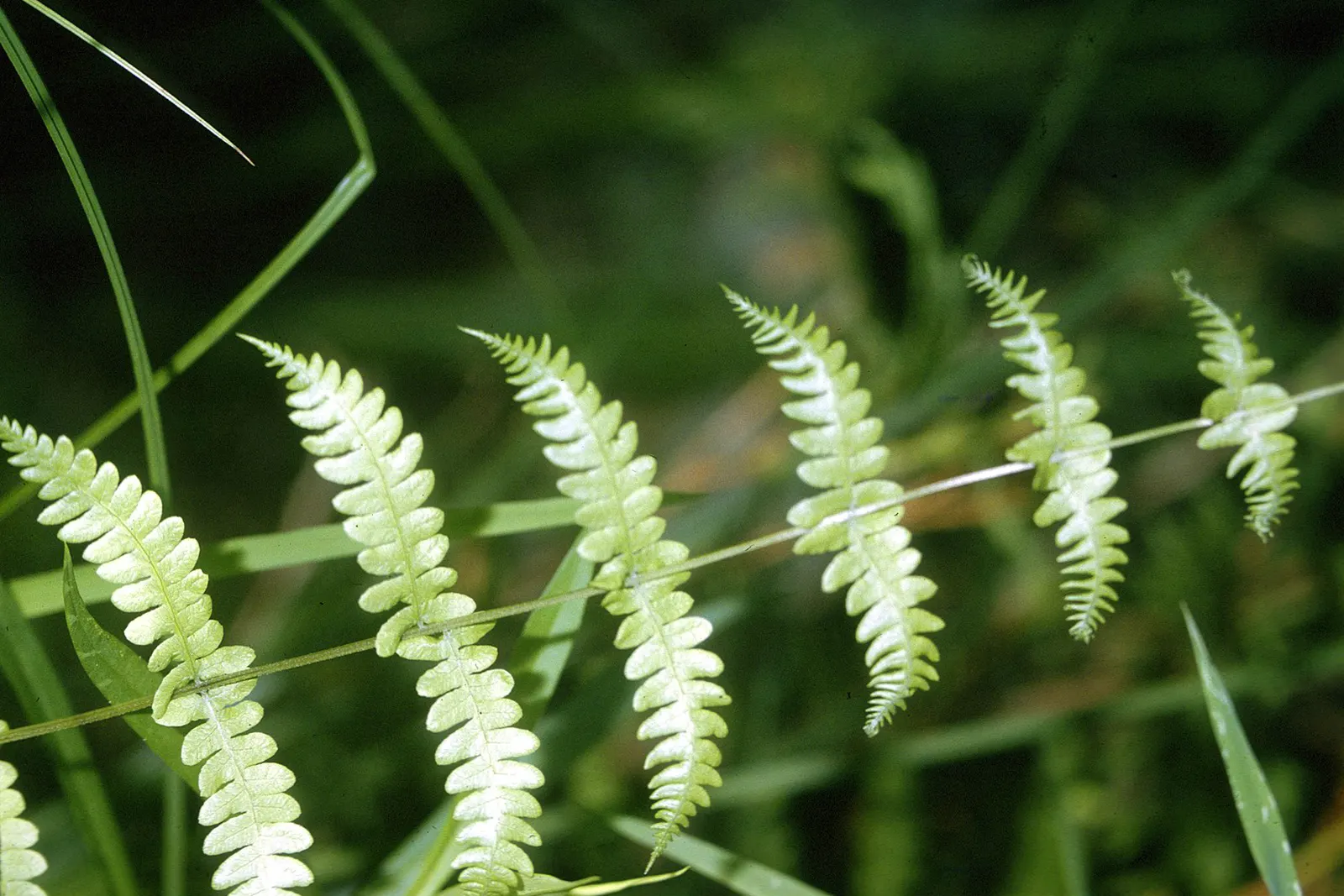 New York Fern (Thelypteris Noveboracensis) — providing a textured backdrop for other shade dwellers
