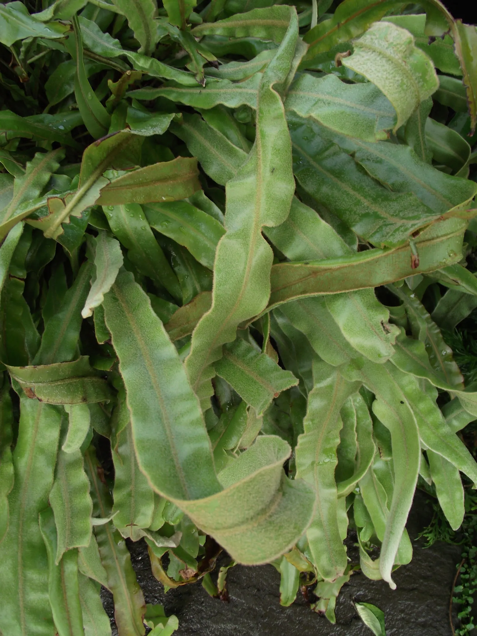 New York Fern (Thelypteris Noveboracensis) — providing a textured backdrop for other shade dwellers; particularly suited for woodland settings