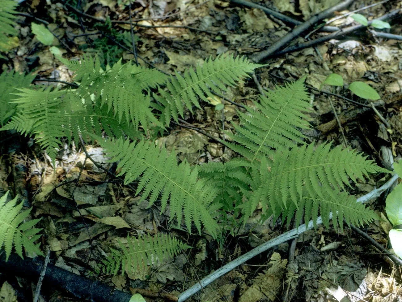 New York Fern (Thelypteris Noveboracensis) — bright green fronds that taper at both ends; providing a textured backdrop for other shade dwellers, image 57