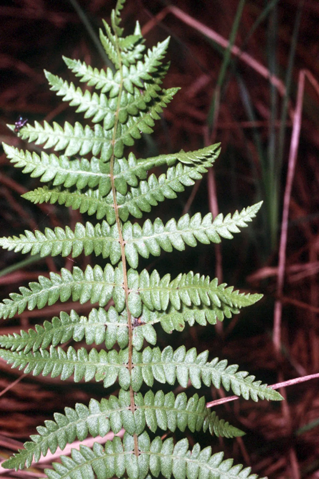 New York Fern (Thelypteris Noveboracensis) — bright green fronds that taper at both ends