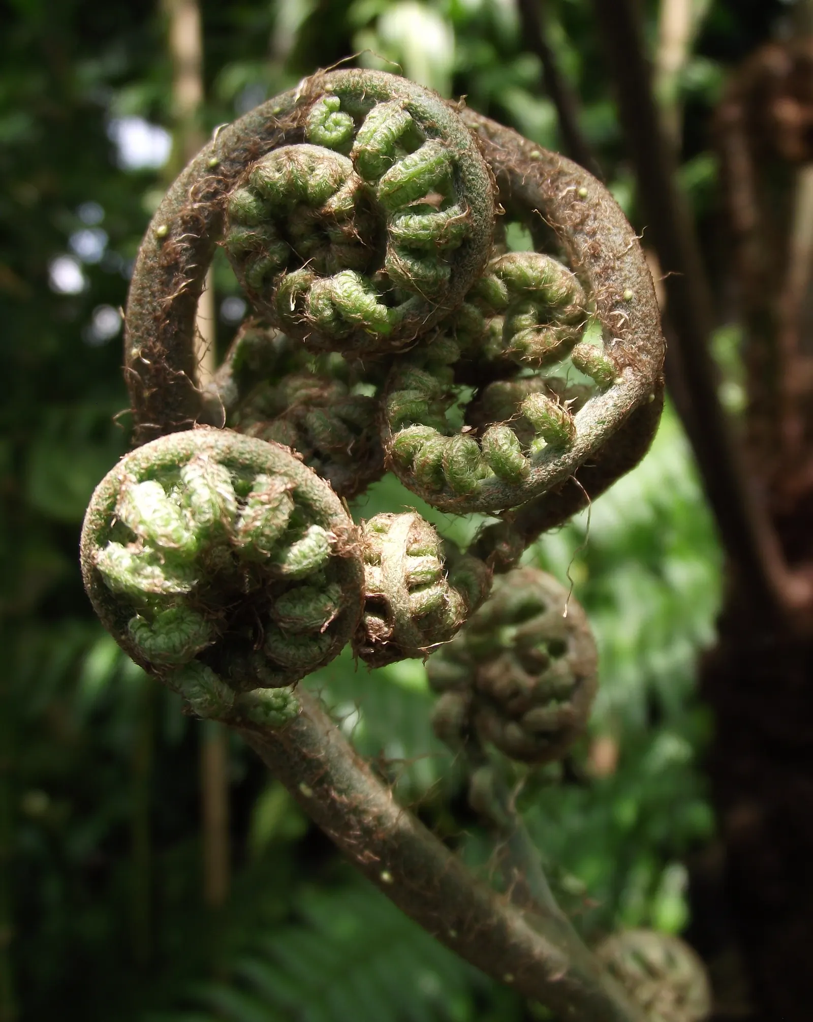 New York Fern (Thelypteris Noveboracensis) — This fern is known for its low maintenance requirements