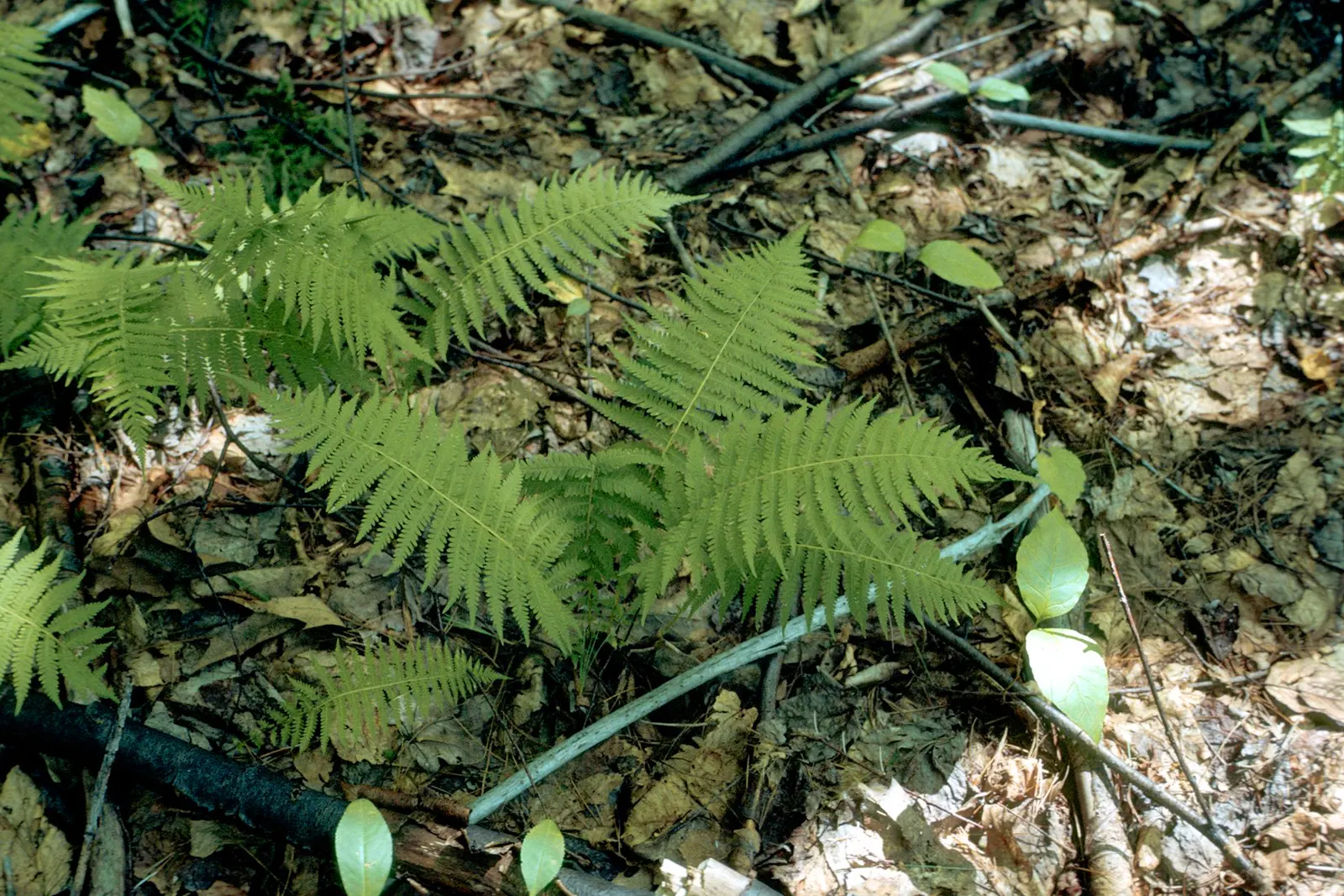 New York Fern (Thelypteris Noveboracensis) — particularly for areas where erosion control is a concern; deciduous perennial boasting tapered, image 63