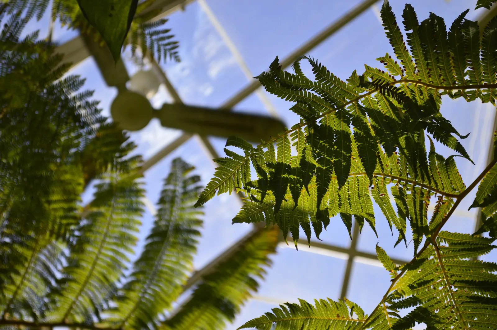 New York Fern (Thelypteris Noveboracensis) — commonly referred to as New York Fern; fern for half or shade, image 53