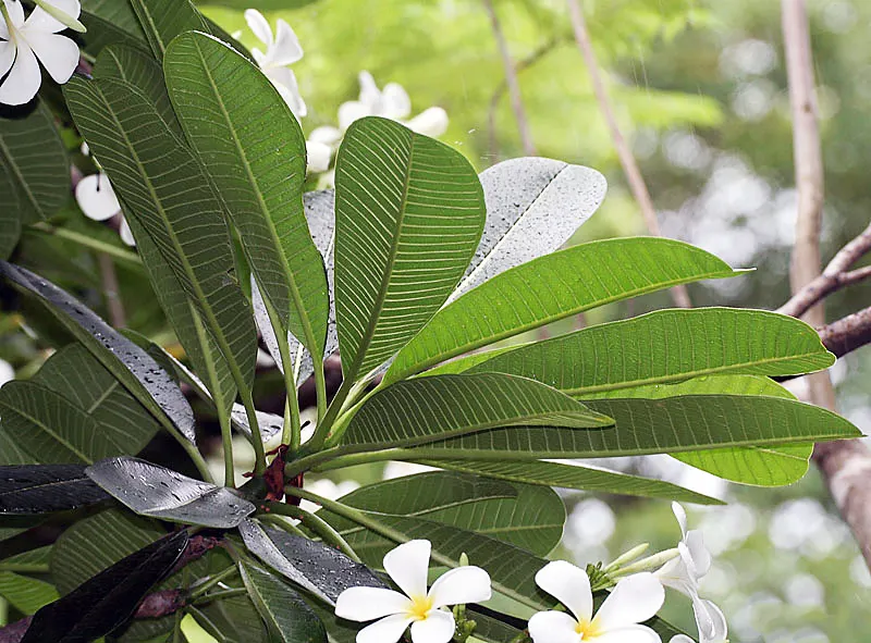 Frangipani White (Plumeria Acuminata 'White') — These blooms are known to emit a strong; plumeria acuminata 'White' serves as an excellent focal, image 60