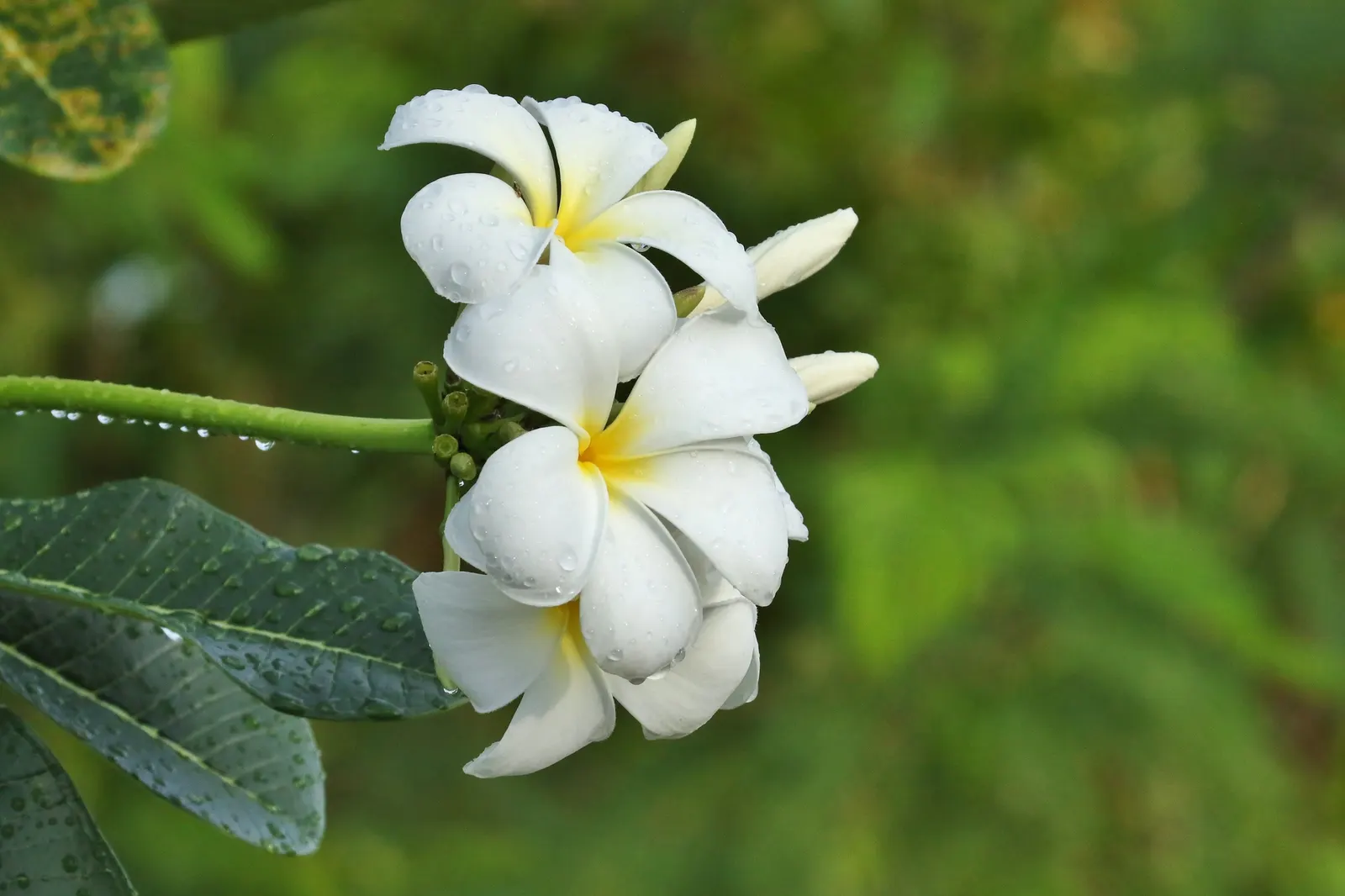 Frangipani White (Plumeria Acuminata 'White') — shrub / tree with white blooms; paired with a balanced fertilizer, image 74