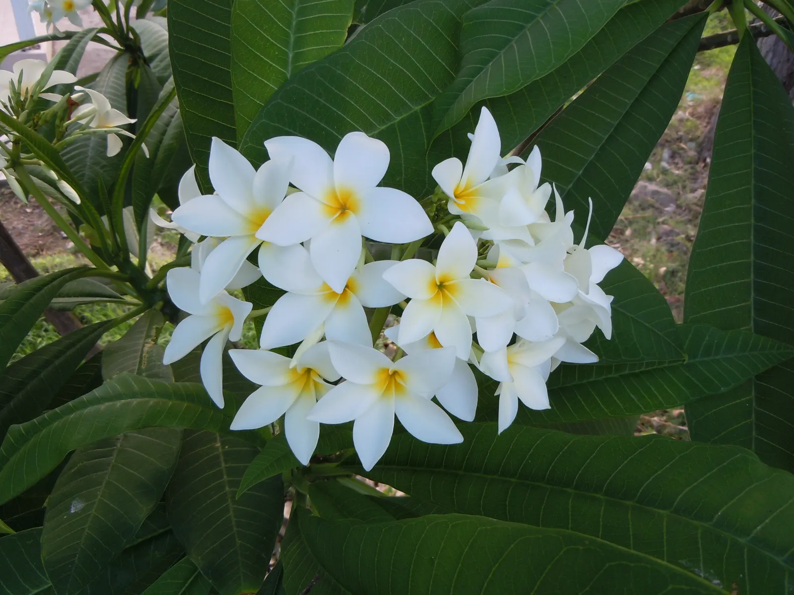 Frangipani White (Plumeria Acuminata 'White') — Regular watering during the growing season; its resilience to pests and diseases