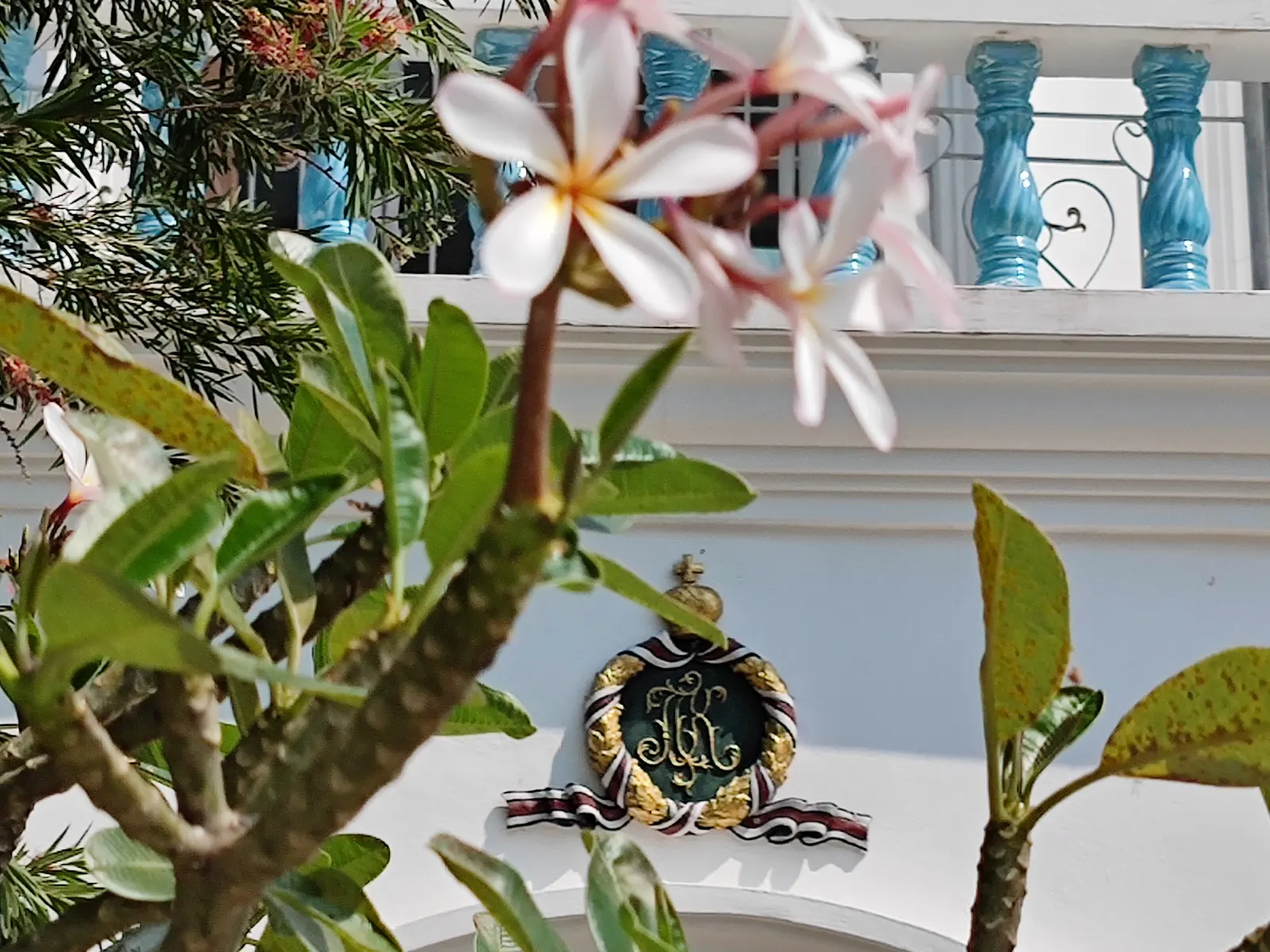 Frangipani White (Plumeria Acuminata 'White') — paired with a balanced fertilizer; flourishing best in full sun with well-draining soil, image 90