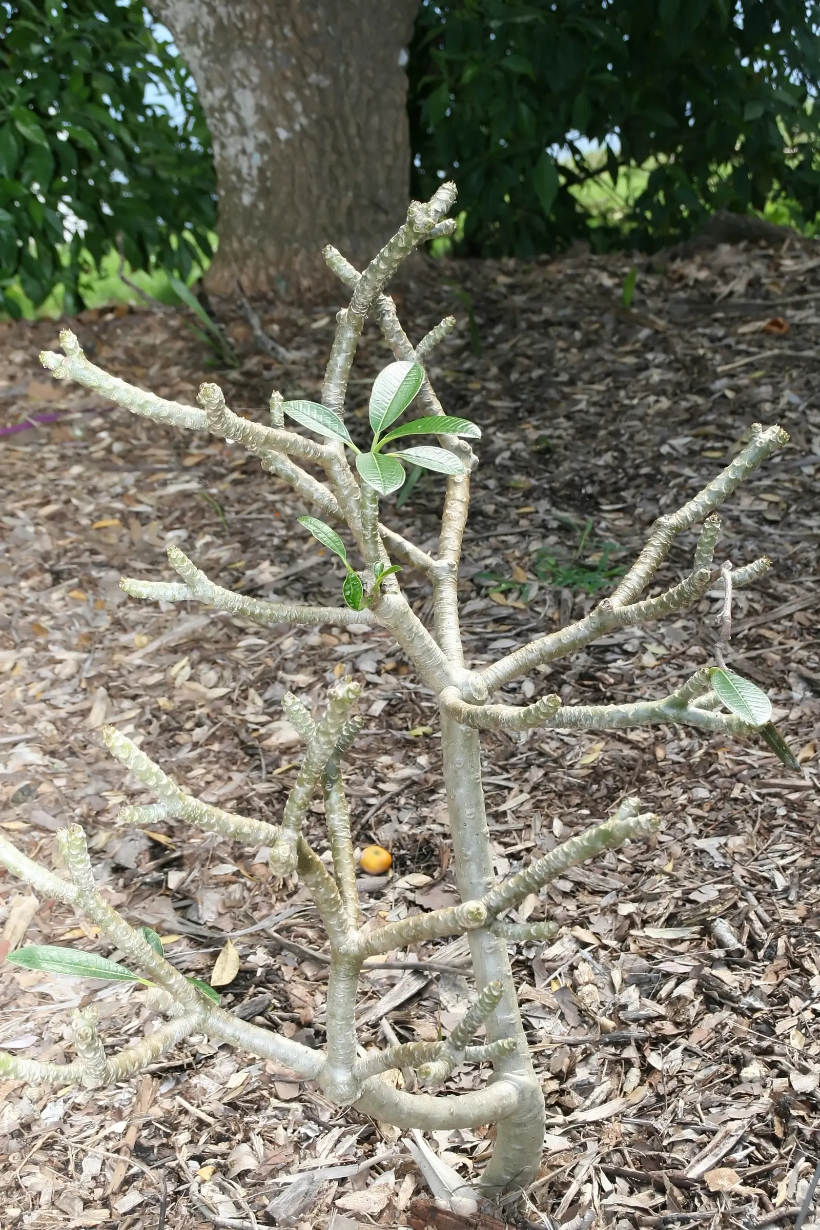 Frangipani White (Plumeria Acuminata 'White') — ensures that even gardeners with limited experience can enjoy its radiant charm; it reaches up to, image 72