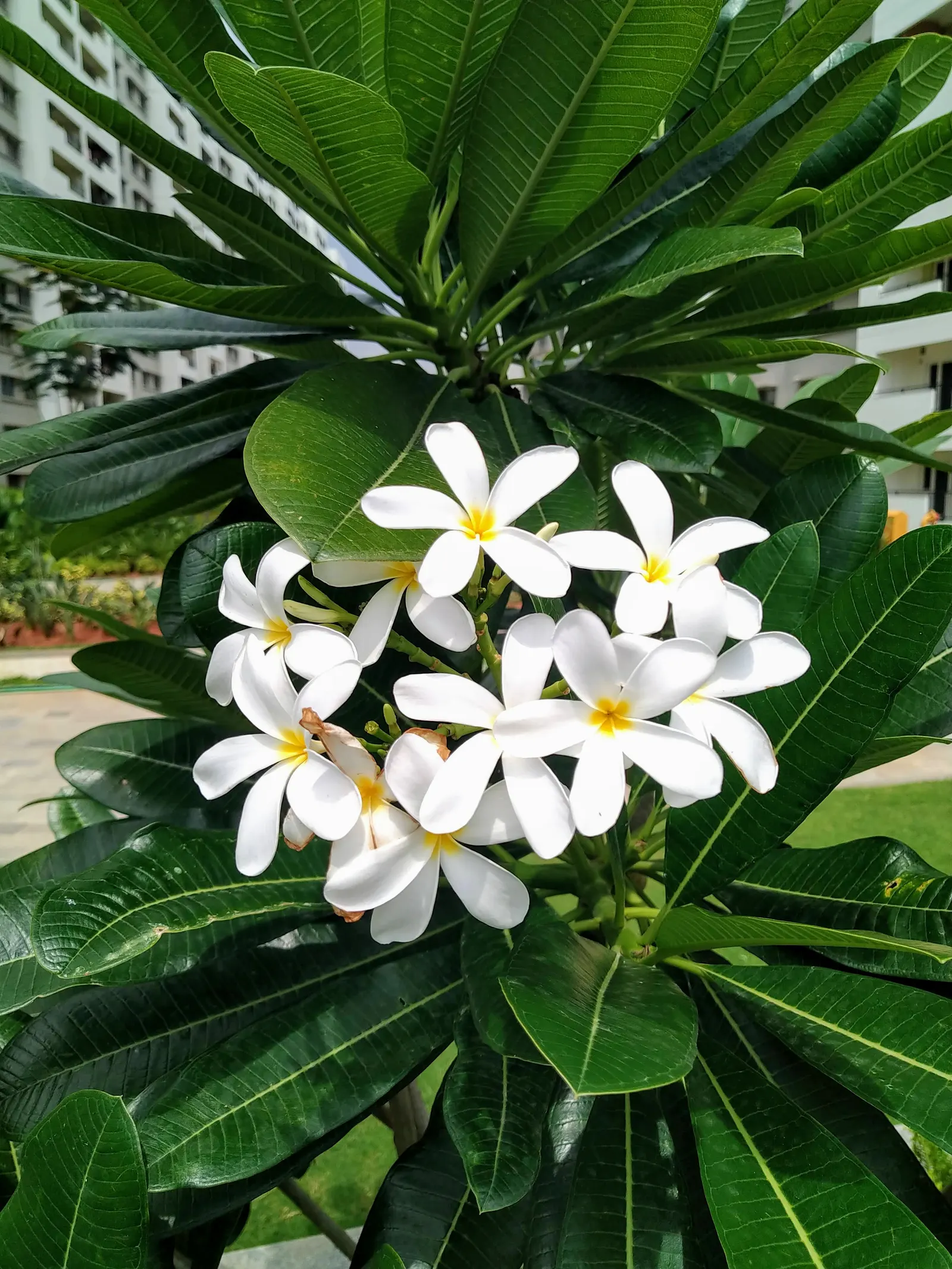 Frangipani White (Plumeria Acuminata 'White') — jasmine-like scent during the night