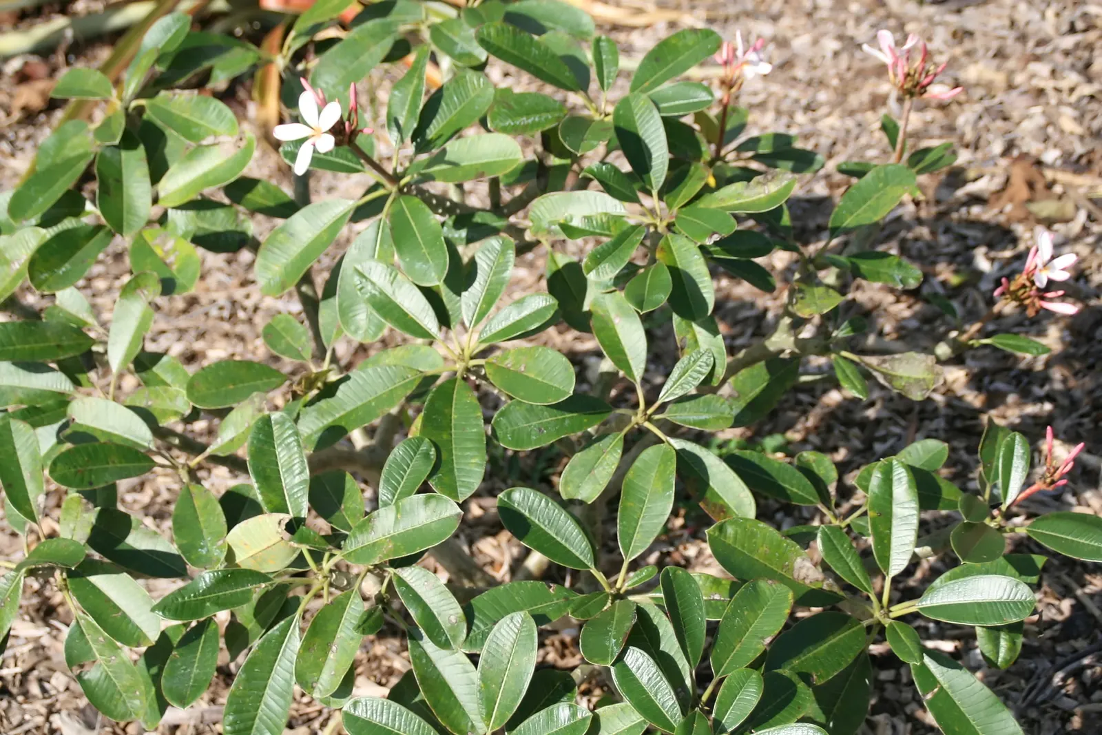 Frangipani White (Plumeria Acuminata 'White') — Drought tolerant once established, it requires minimal watering; shrub / tree for full or half, image 54