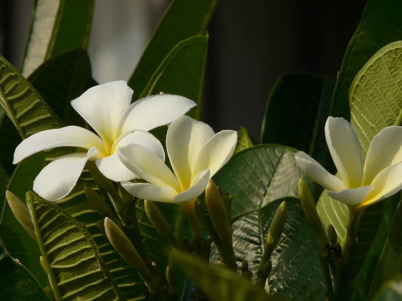 Frangipani White (Plumeria Acuminata 'White') — jasmine-like scent during the night; shrub / tree with white blooms