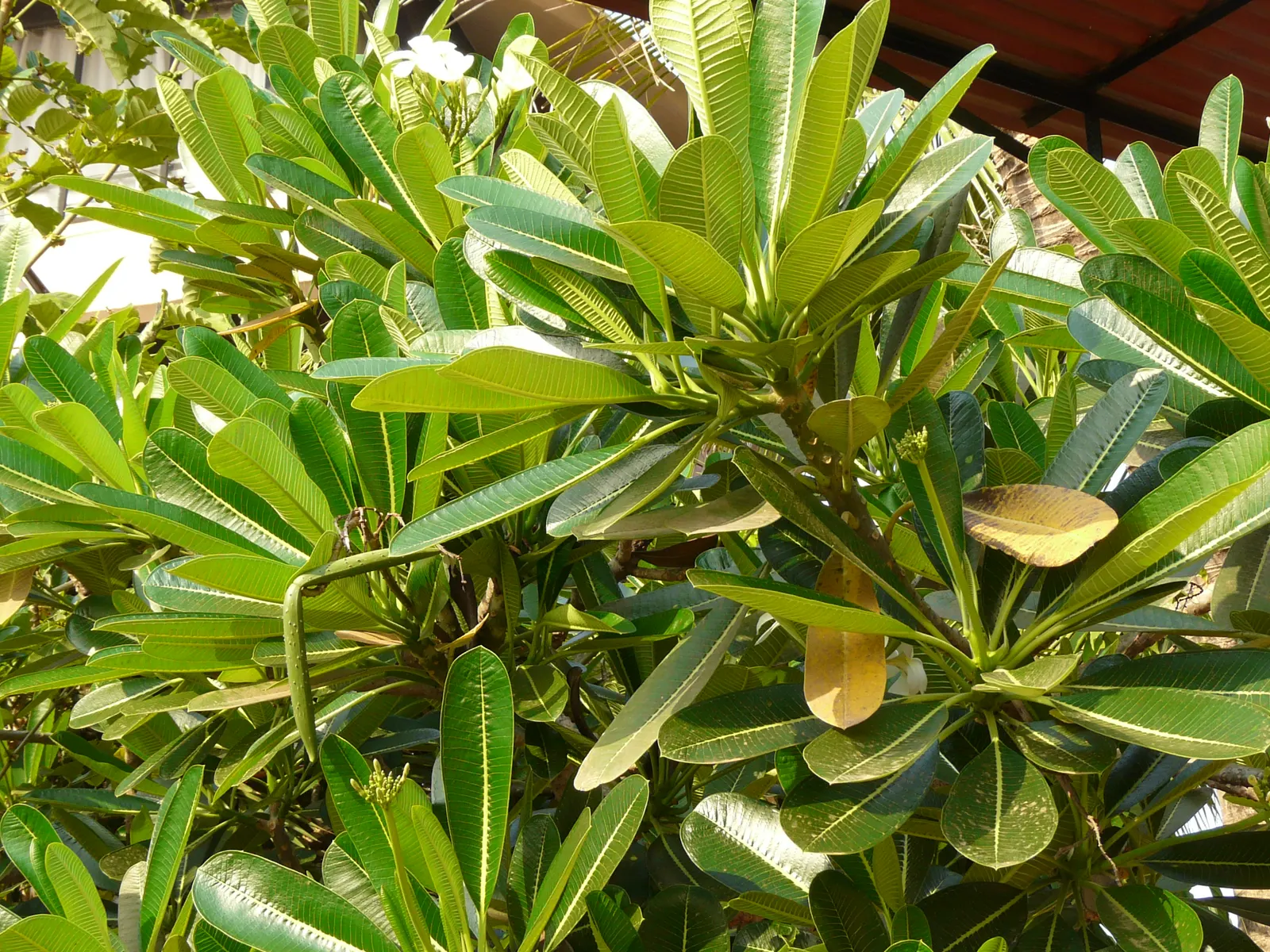 Frangipani White (Plumeria Acuminata 'White') — this tropical beauty prefers full sun and loamy