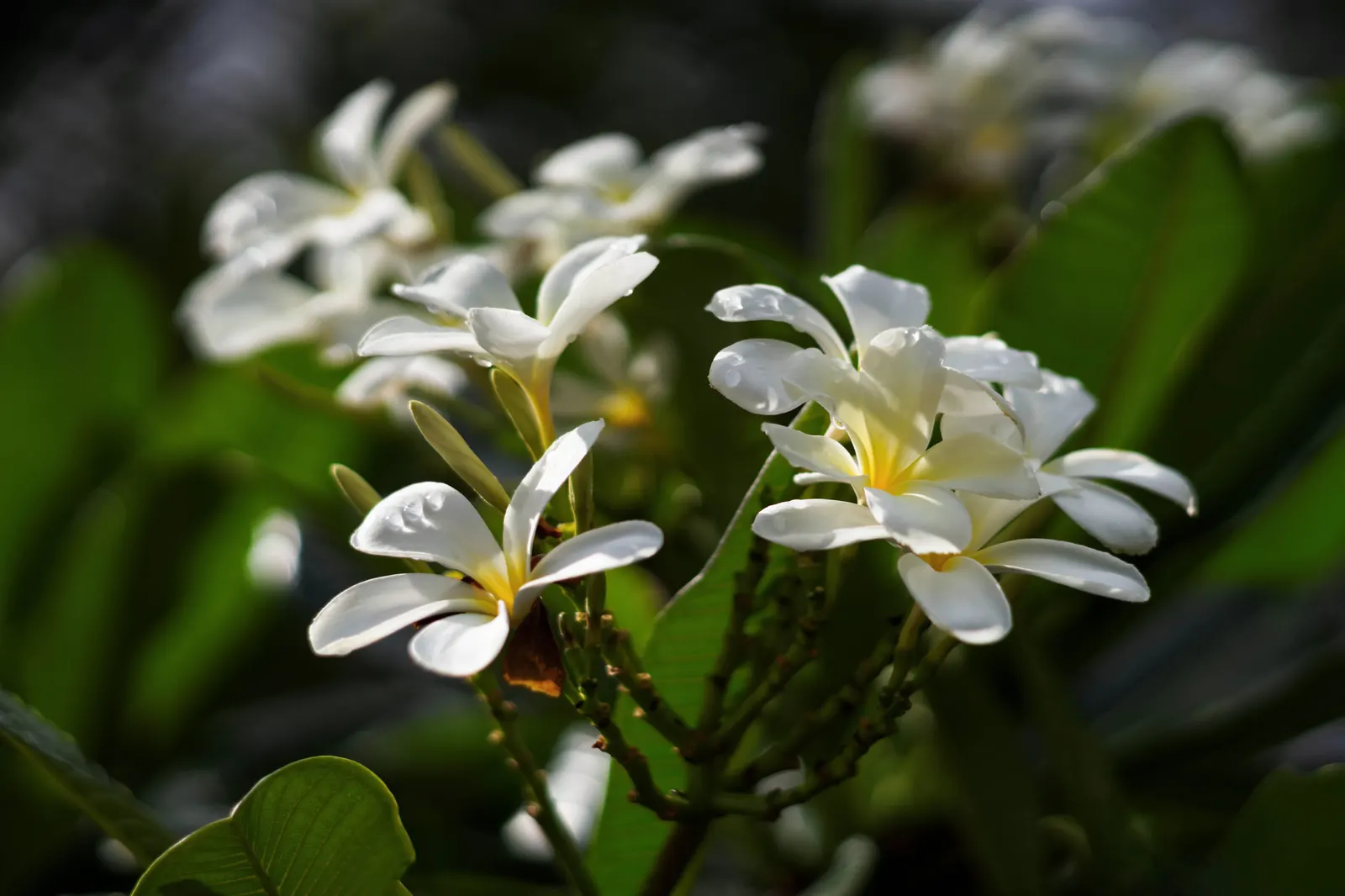 Frangipani White (Plumeria Acuminata 'White') — These blooms are known to emit a strong; plumeria acuminata 'White' serves as an excellent focal, image 85