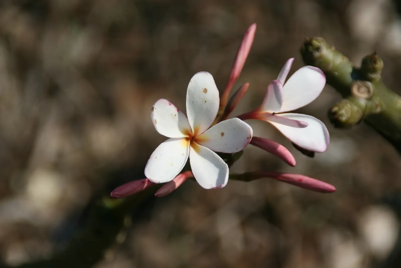 Frangipani White (Plumeria Acuminata 'White') — shrub / tree for full or half