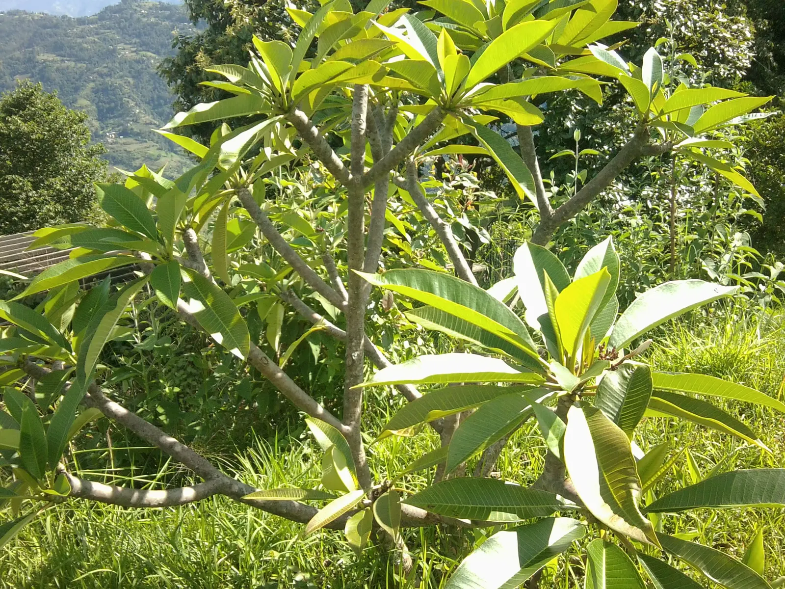 Frangipani White (Plumeria Acuminata 'White') — spanning 2 to 3 inches in diameter; these blooms are known to emit a strong, image 59