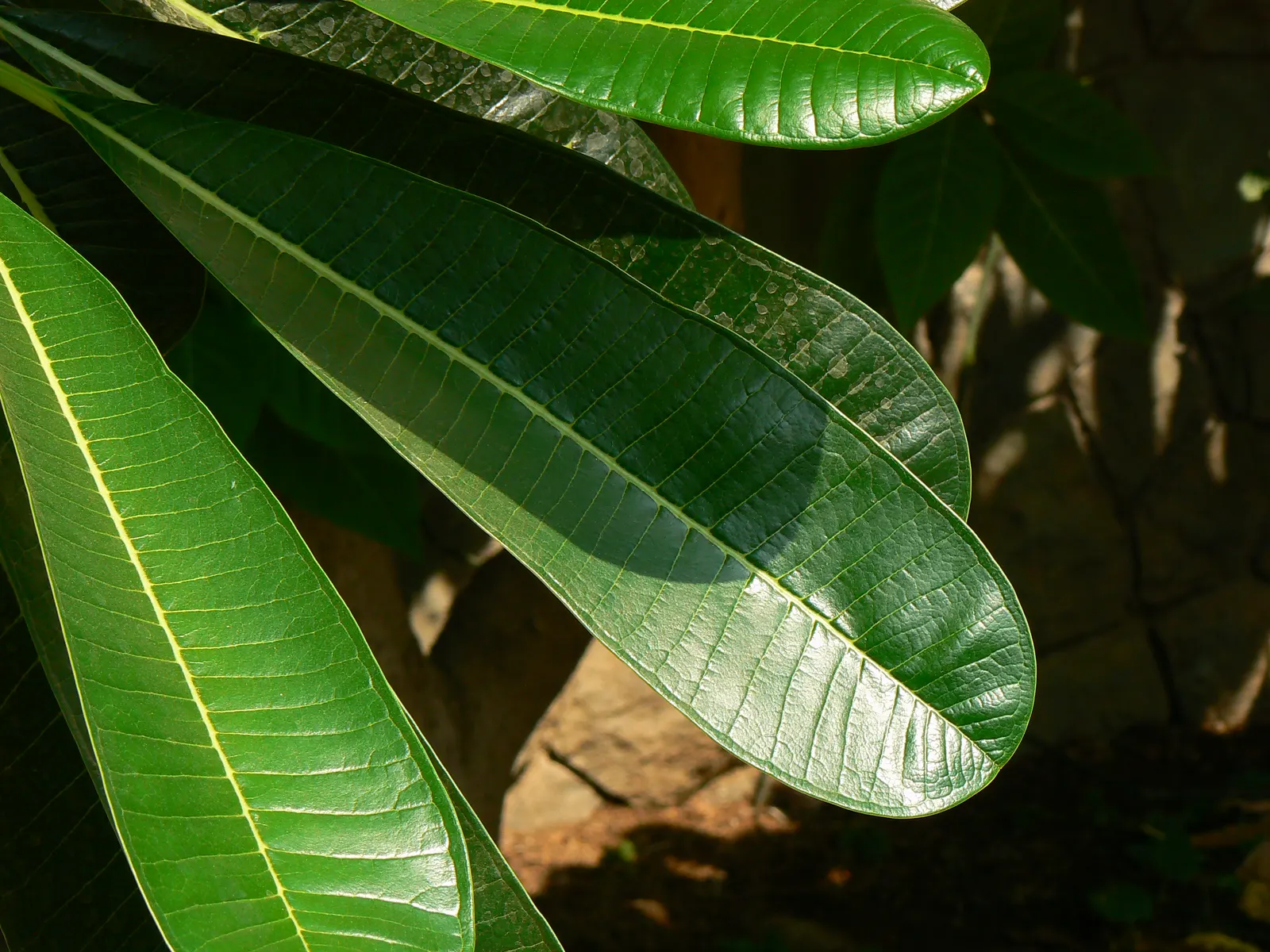 Frangipani White (Plumeria Acuminata 'White') — coupled with its moderate maintenance needs; it can also be effectively potted for patios where space is