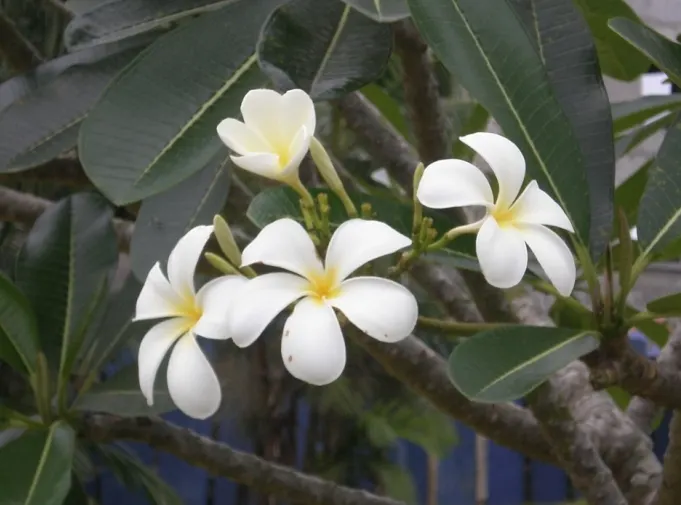 Frangipani White (Plumeria Acuminata 'White') — the Frangipani White's true allure lies in its clusters of fragrant; coupled with its moderate, image 57