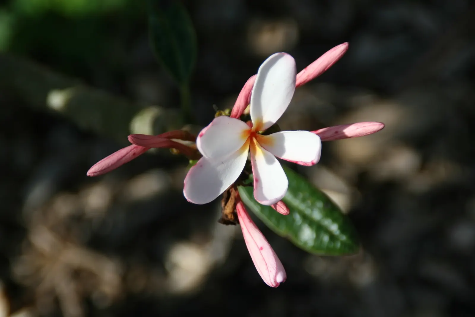 Frangipani White (Plumeria Acuminata 'White') — Ideal for focal points in warm-climate gardens, its milky sap is an irritant; handle with care