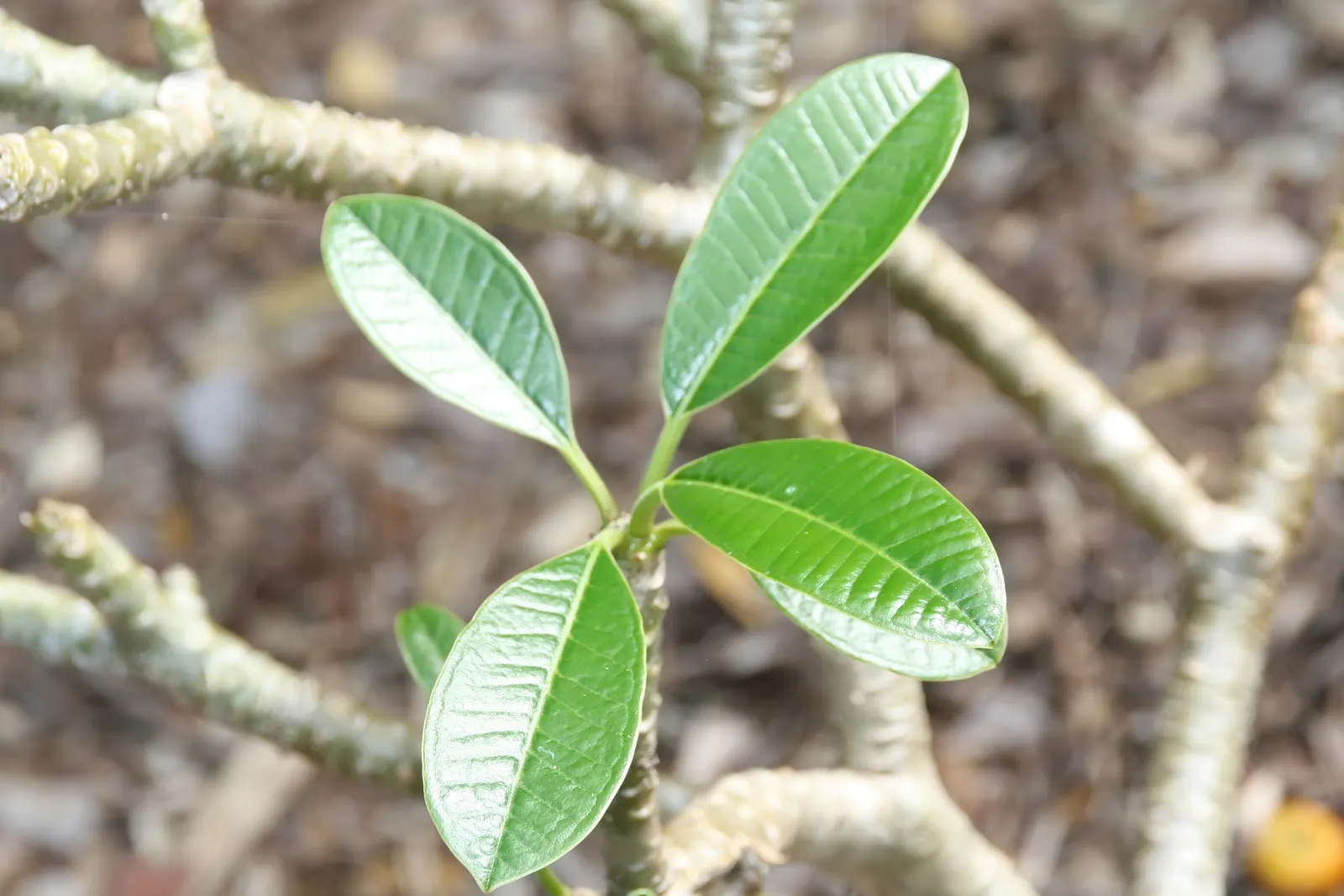 Frangipani White (Plumeria Acuminata 'White') — Plumeria acuminata 'White' serves as an excellent focal point