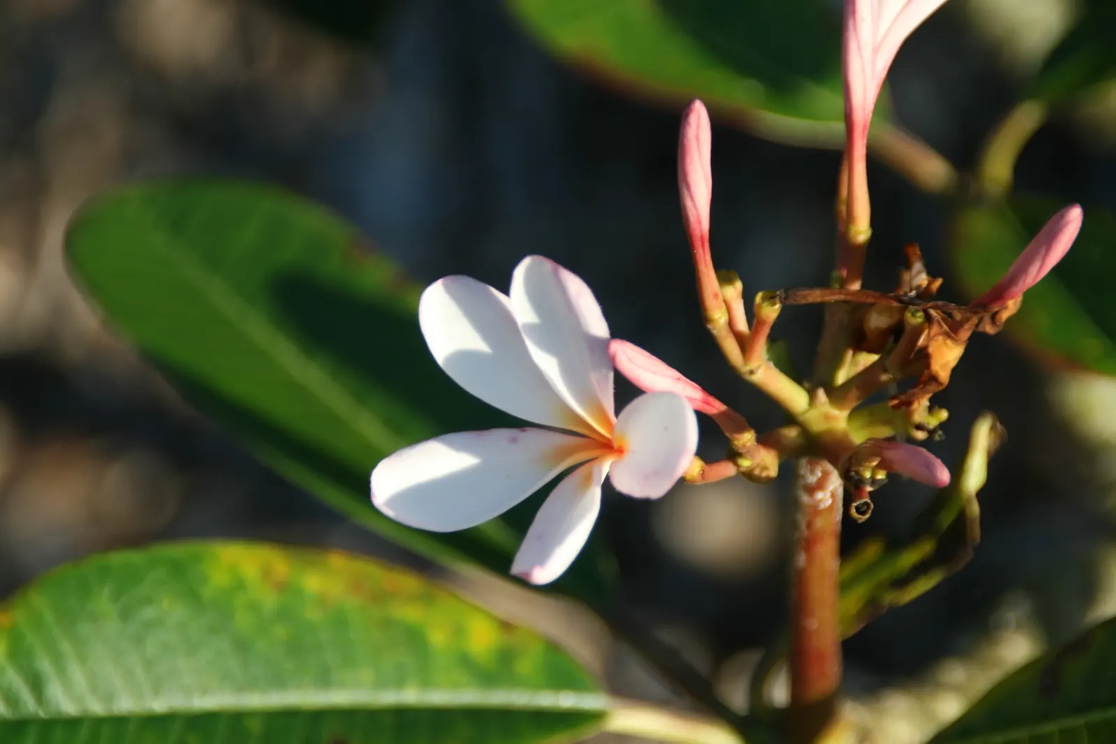 Frangipani White (Plumeria Acuminata 'White') — shrub / tree with white blooms; paired with a balanced fertilizer