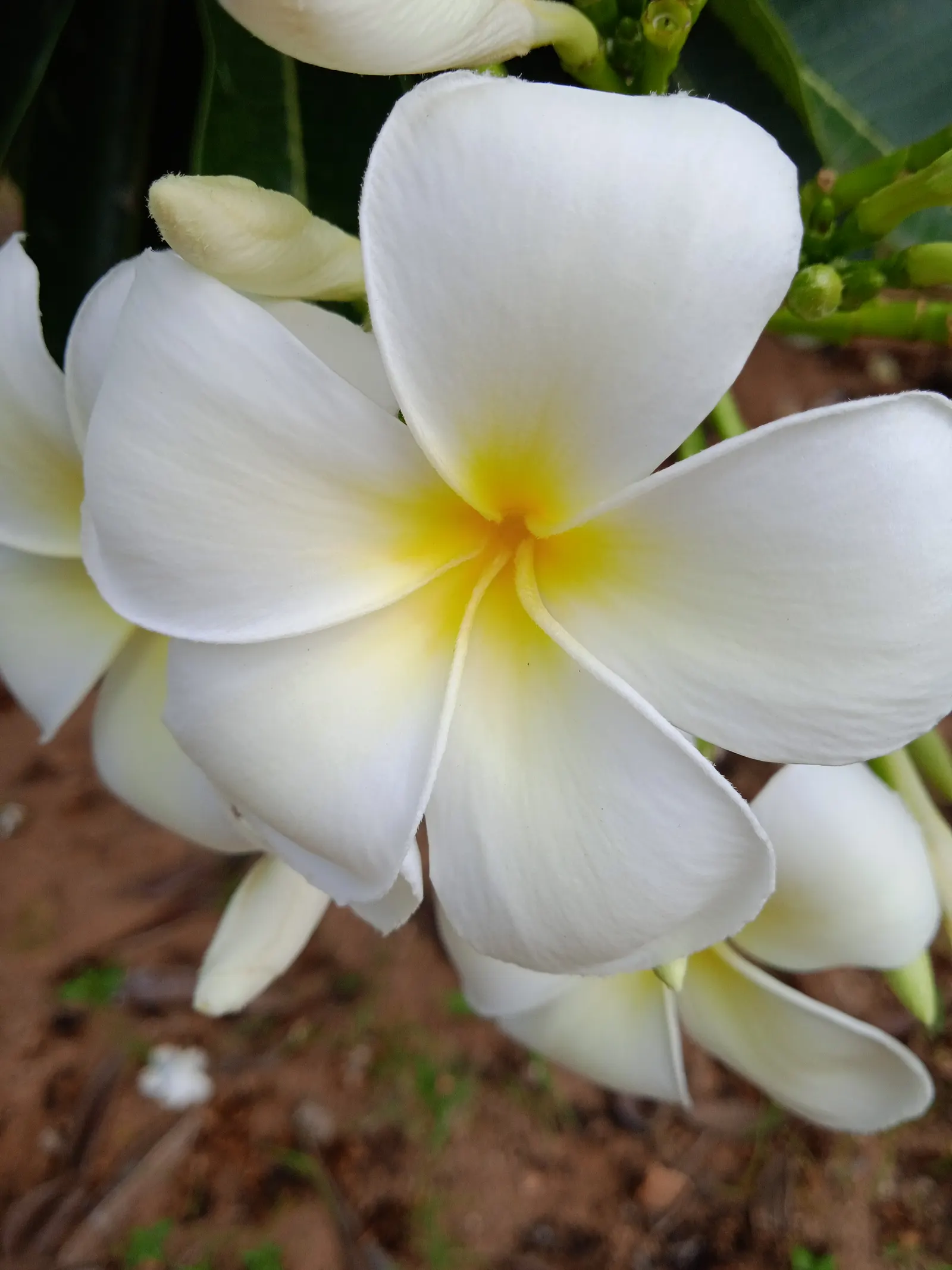 Frangipani White (Plumeria Acuminata 'White') — flourishing best in full sun with well-draining soil; jasmine-like scent during the night, image 52