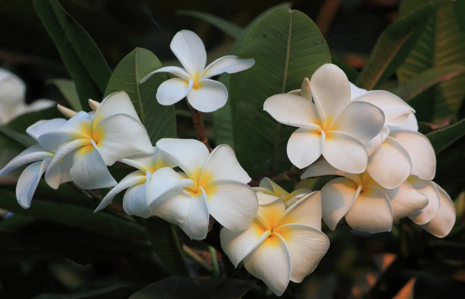 Frangipani White (Plumeria Acuminata 'White') — paired with a balanced fertilizer; flourishing best in full sun with well-draining soil