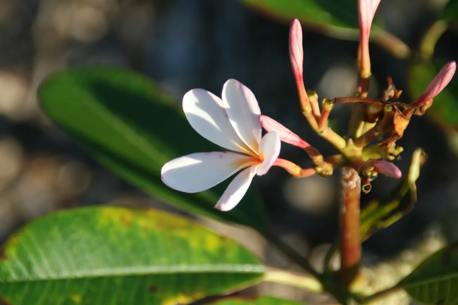Frangipani White (Plumeria Acuminata 'White') — ensures that even gardeners with limited experience can enjoy its radiant charm; it reaches up to, image 97