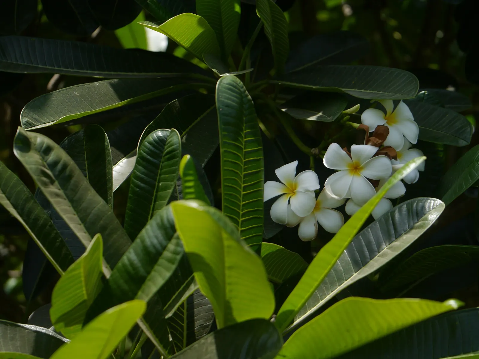 Frangipani White (Plumeria Acuminata 'White') — the Frangipani White's true allure lies in its clusters of fragrant; coupled with its moderate, image 82