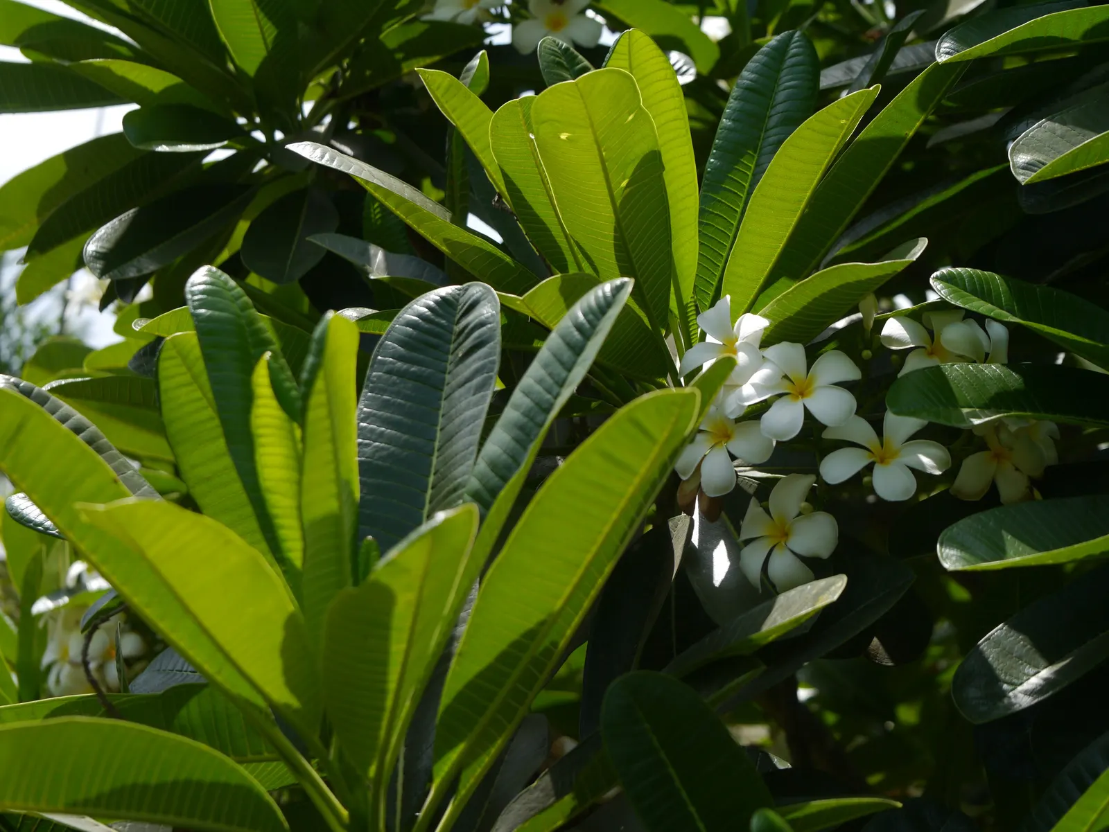 Frangipani White (Plumeria Acuminata 'White') — either as a standalone specimen or incorporated into subtropical mixed borders; white flowers in, image 68