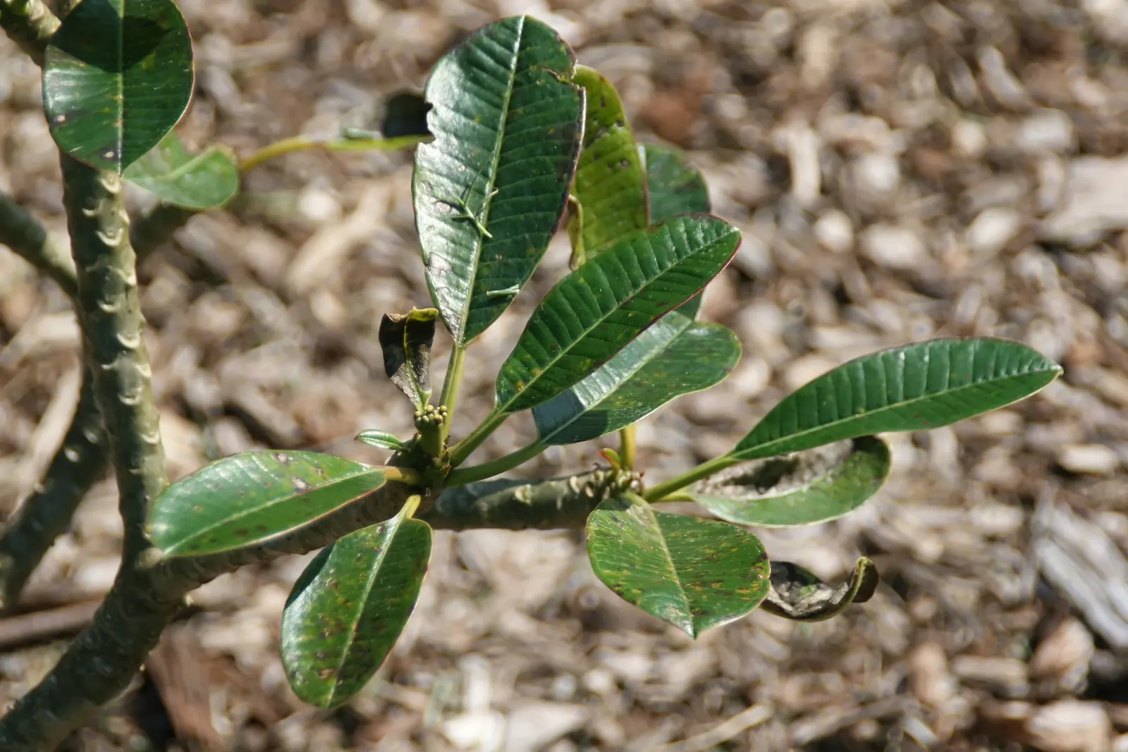Frangipani White (Plumeria Acuminata 'White') — Plumeria acuminata 'White' serves as an excellent focal point; will encourage vigorous growth and, image 67