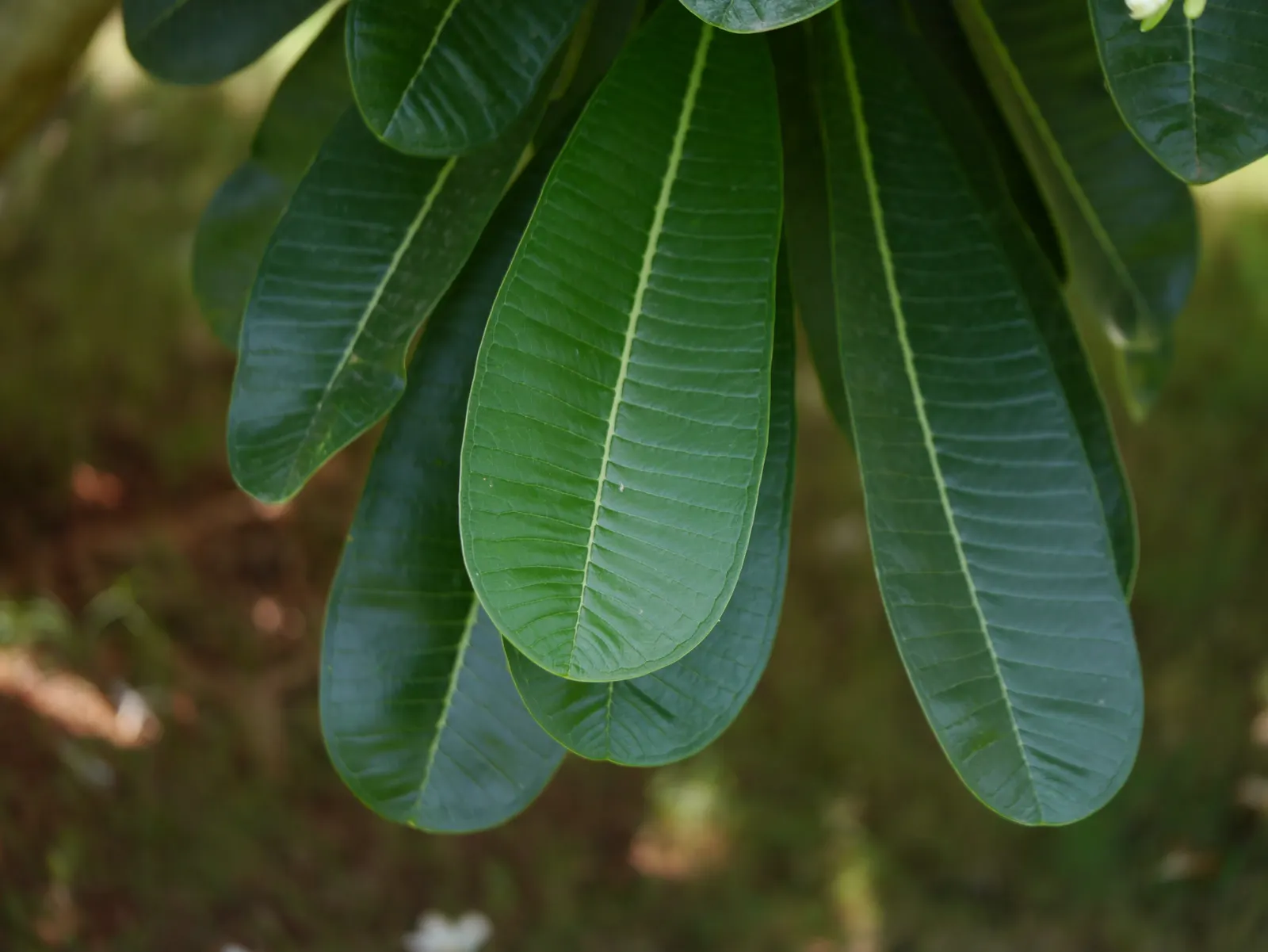 Frangipani White (Plumeria Acuminata 'White') — exhibiting moderate drought tolerance once established