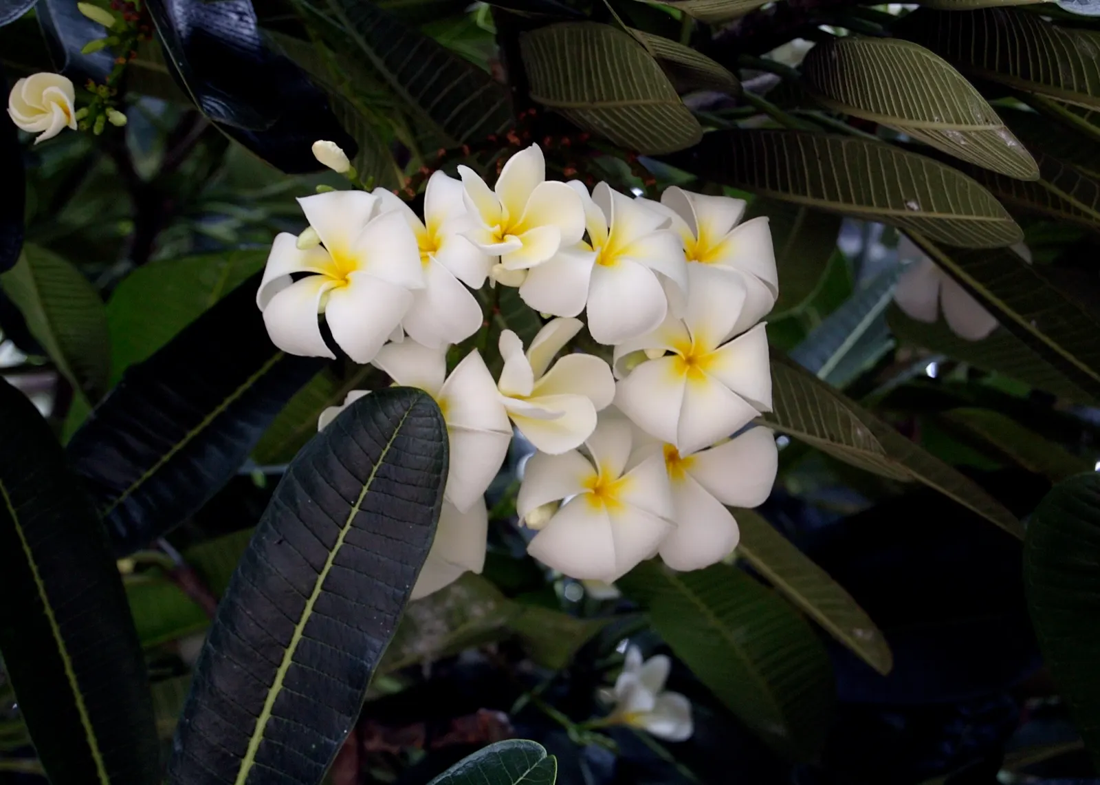 Frangipani White (Plumeria Acuminata 'White') — either as a standalone specimen or incorporated into subtropical mixed borders; white flowers in, image 93