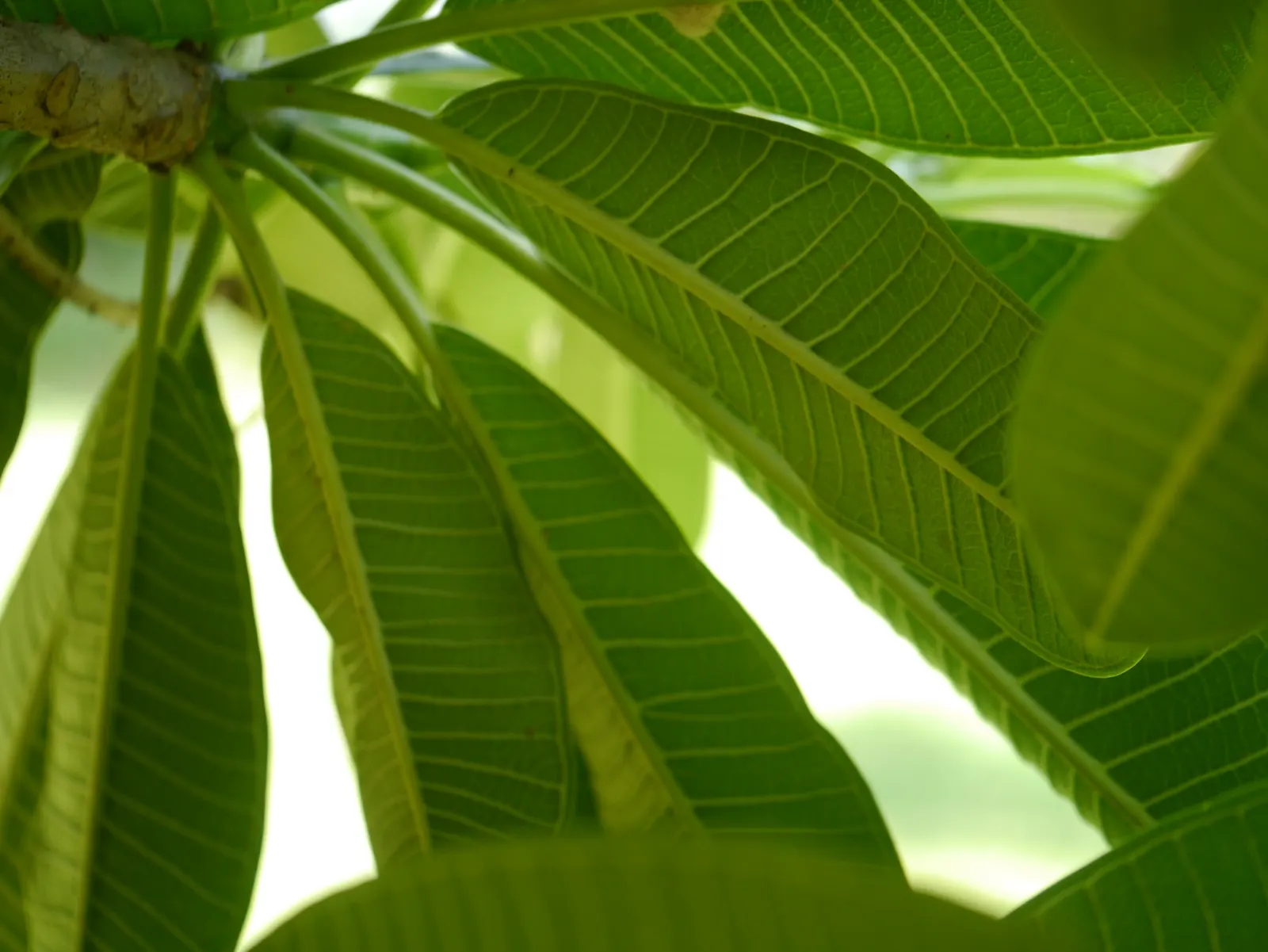 Frangipani White (Plumeria Acuminata 'White') — will encourage vigorous growth and abundant flowering.<br><br>Architecturally; spanning 2 to 3, image 91