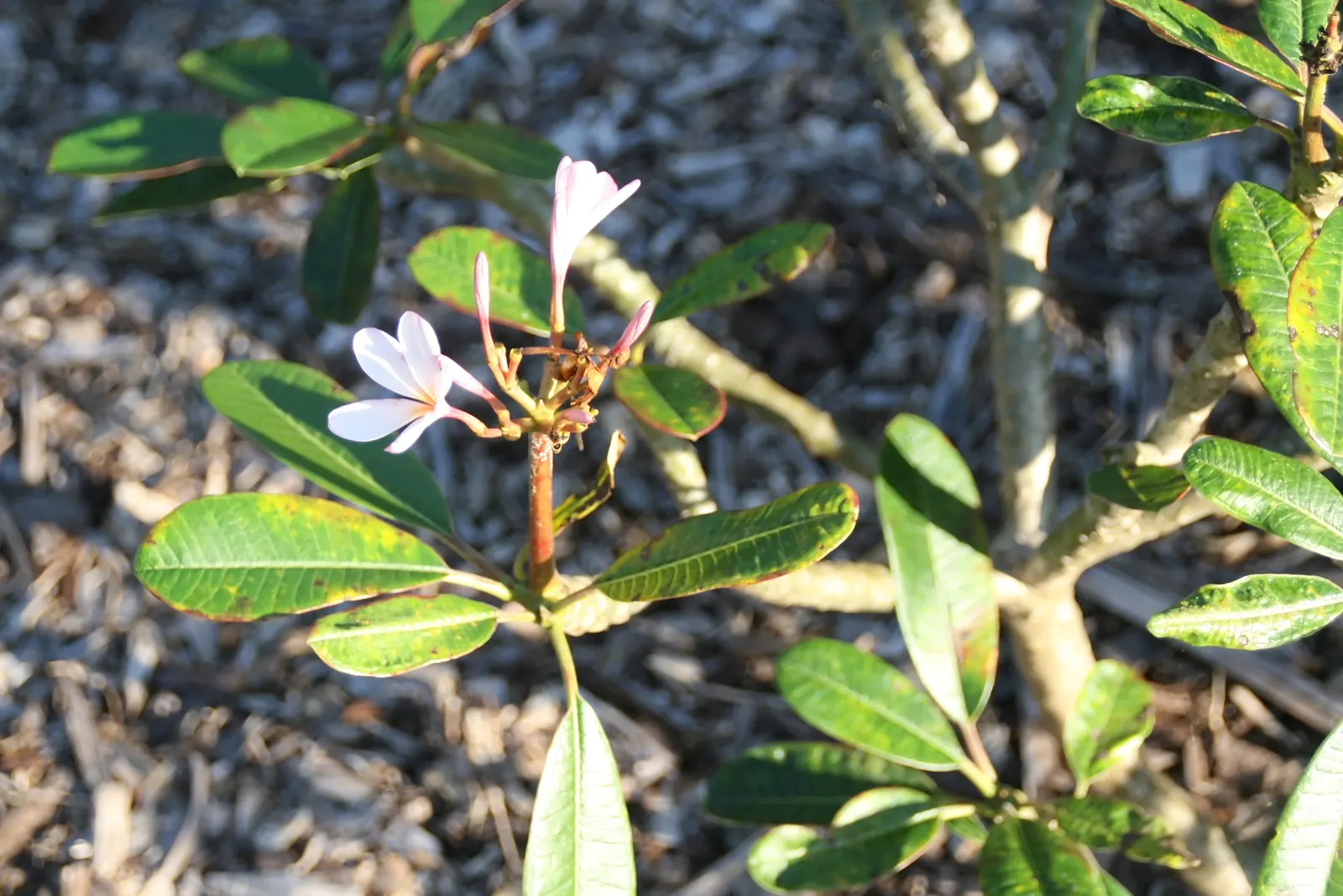 Frangipani White (Plumeria Acuminata 'White') — oblong leaves that can grow up to 12 inches long; regular watering during the growing season