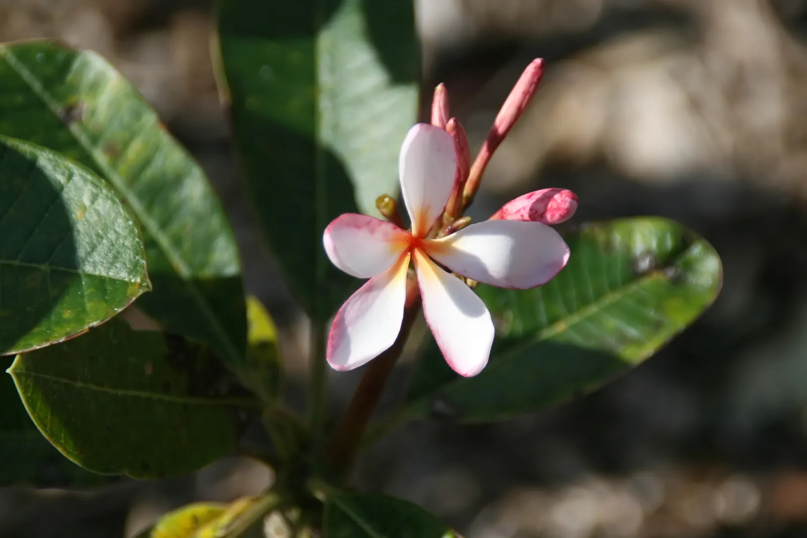 Frangipani White (Plumeria Acuminata 'White') — flourishing best in full sun with well-draining soil; jasmine-like scent during the night, image 77
