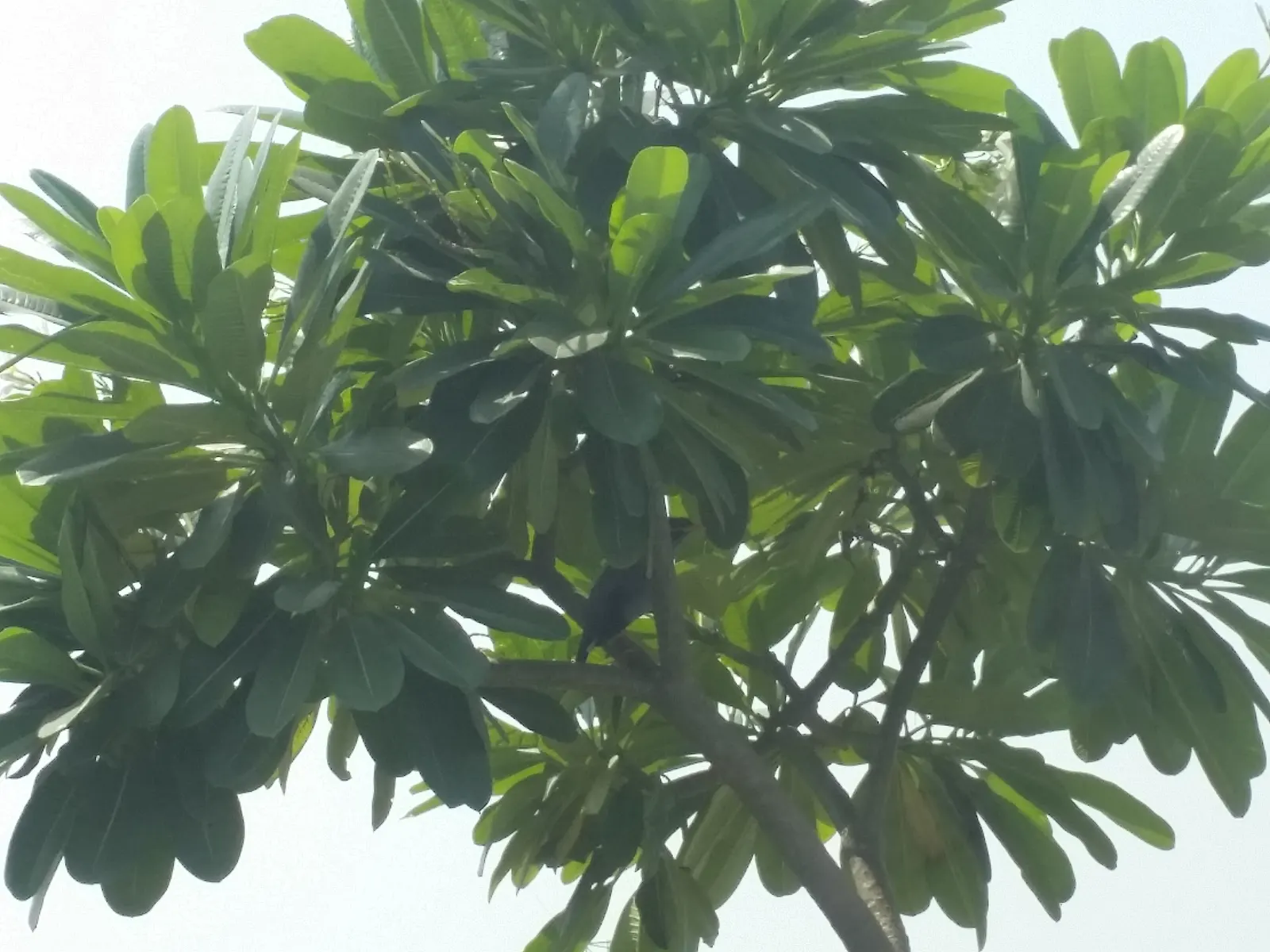 Frangipani White (Plumeria Acuminata 'White') — paired with a balanced fertilizer