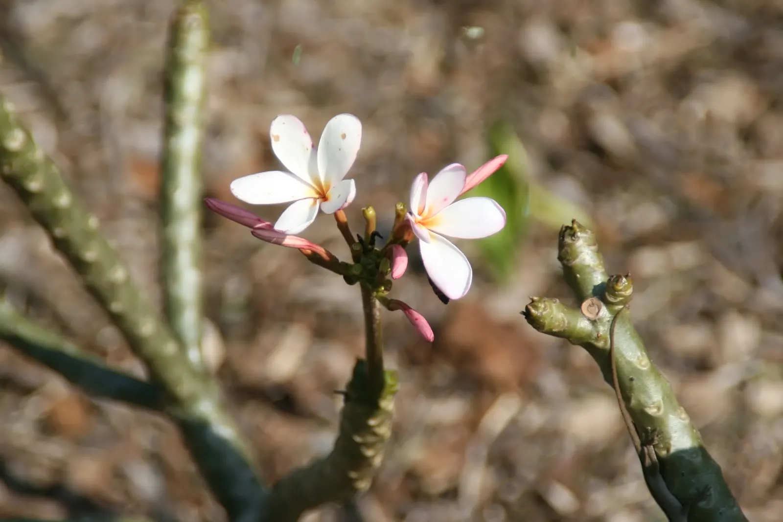 Frangipani White (Plumeria Acuminata 'White') — creamy white flowers with a yellow center; ideal for focal points in warm-climate gardens, its, image 58
